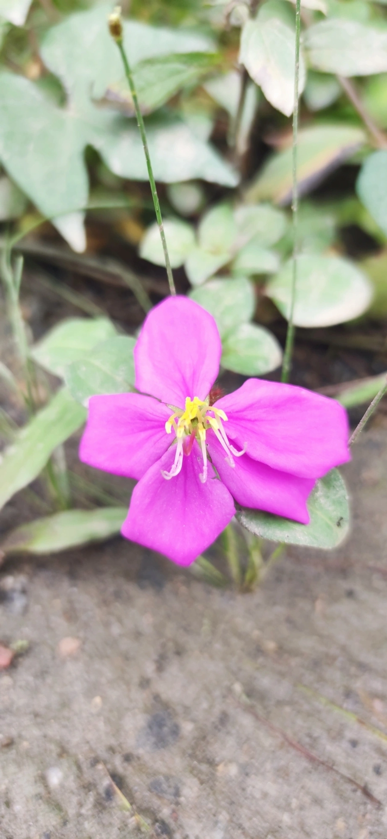 Heterotis rotundifolia, plantas, fotografado em Maresias, São Sebastião