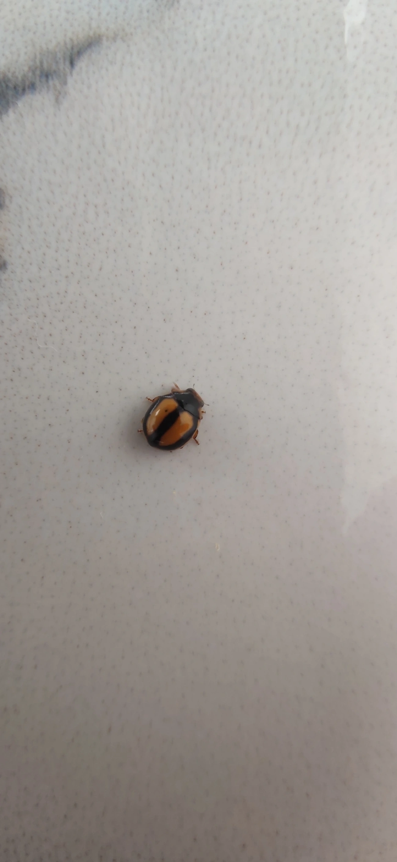 Joaninha (Hyperaspis corcovado), insetos, fotografado em Maresias, São Sebastião