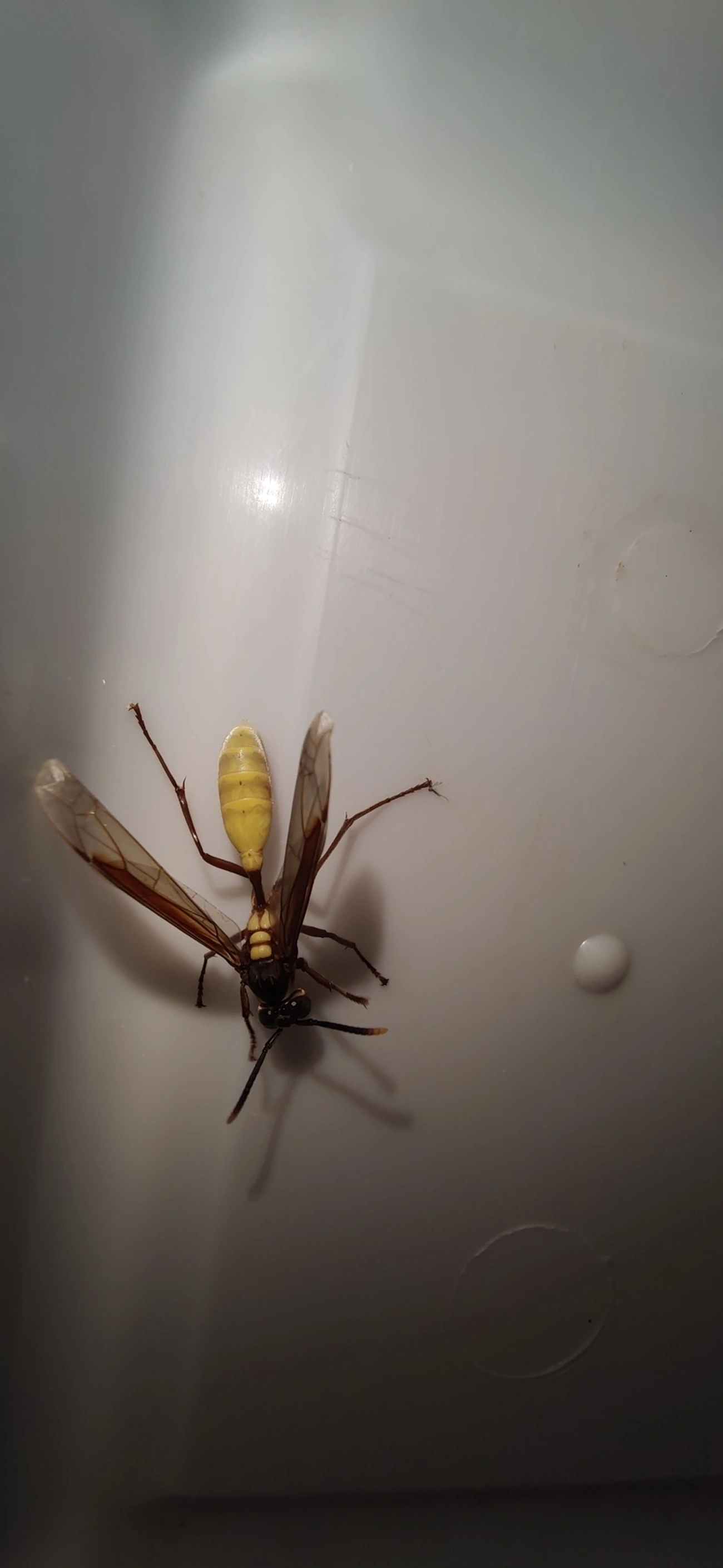 Marimbondo-chapéu (Apoica pallens), insetos, fotografado em Maresias, São Sebastião