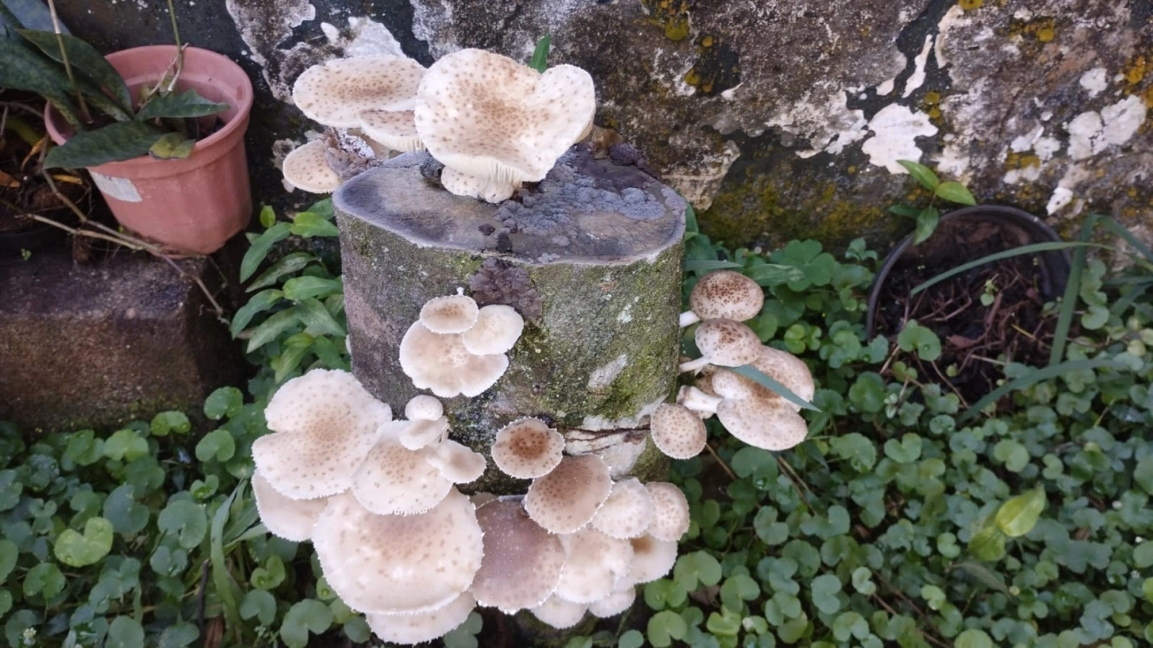 Cogumelo-de-coco (Oudemansiella cubensis), fungos, fotografado em Maresias, São Sebastião