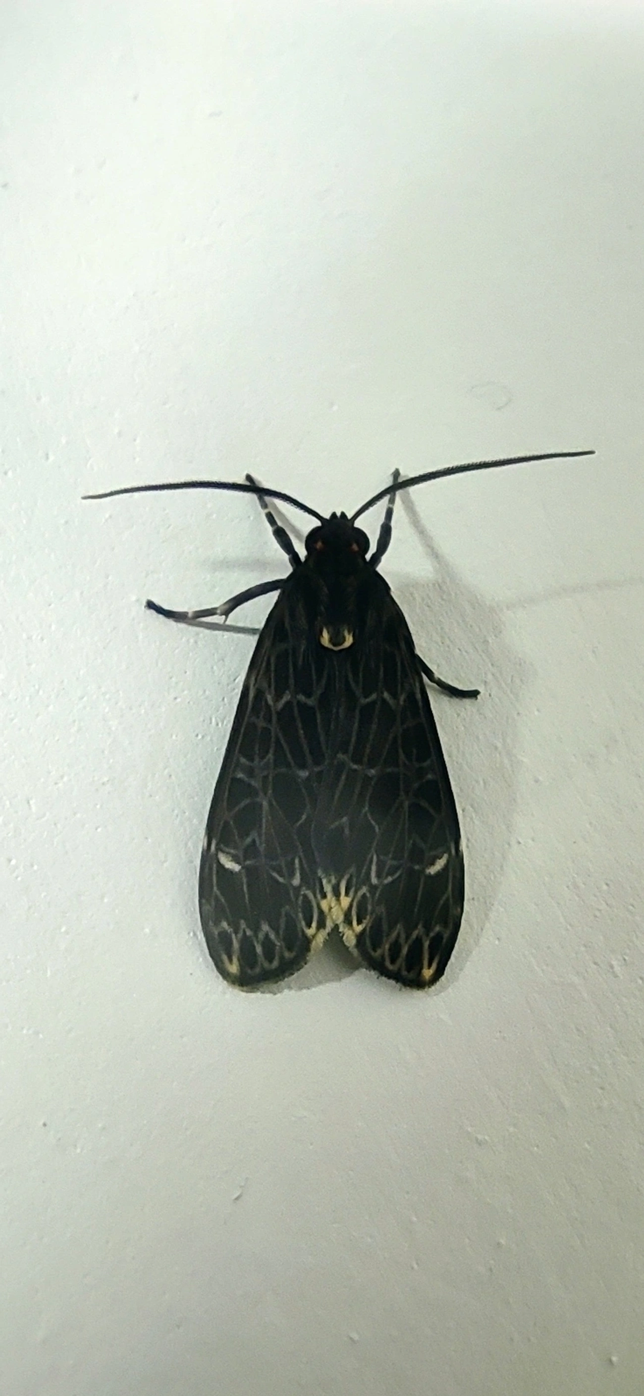 Stollius sylvius, insetos, fotografado em Maresias, São Sebastião