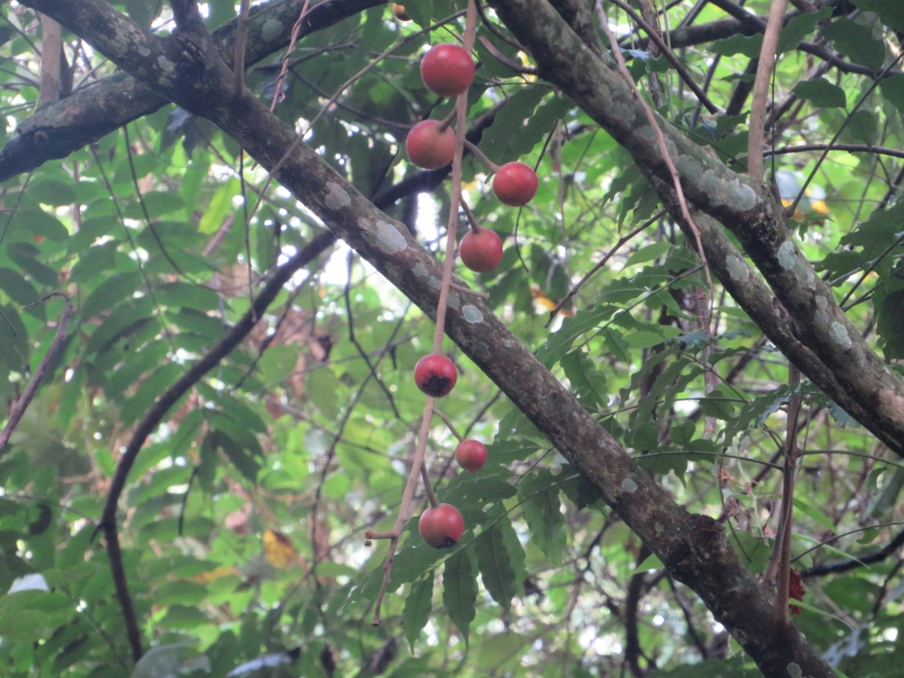 Canjerana (Cabralea canjerana), plantas, fotografado em Maresias, São Sebastião