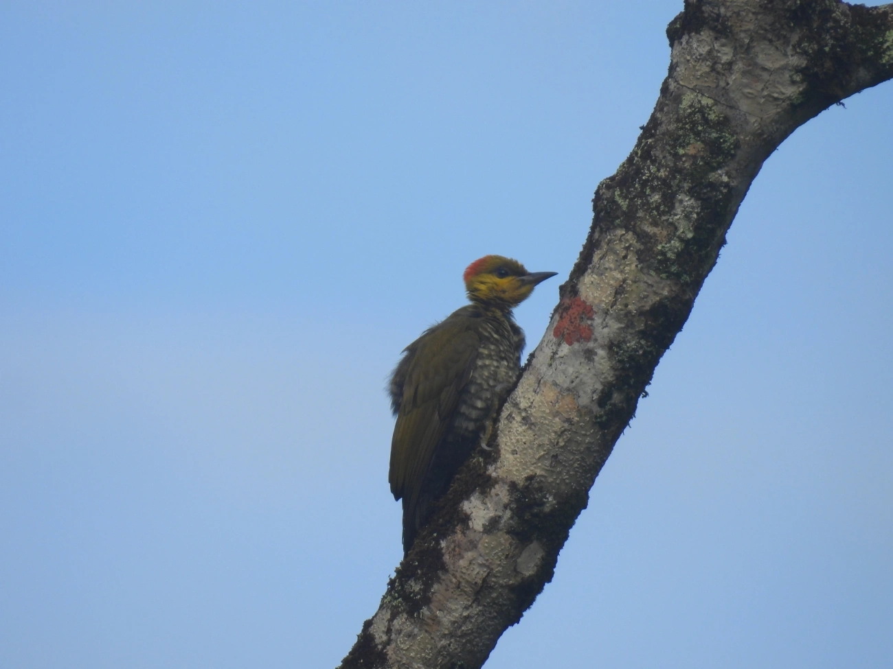 Pica-pau-bufador (Piculus flavigula), aves, fotografado em Maresias, São Sebastião
