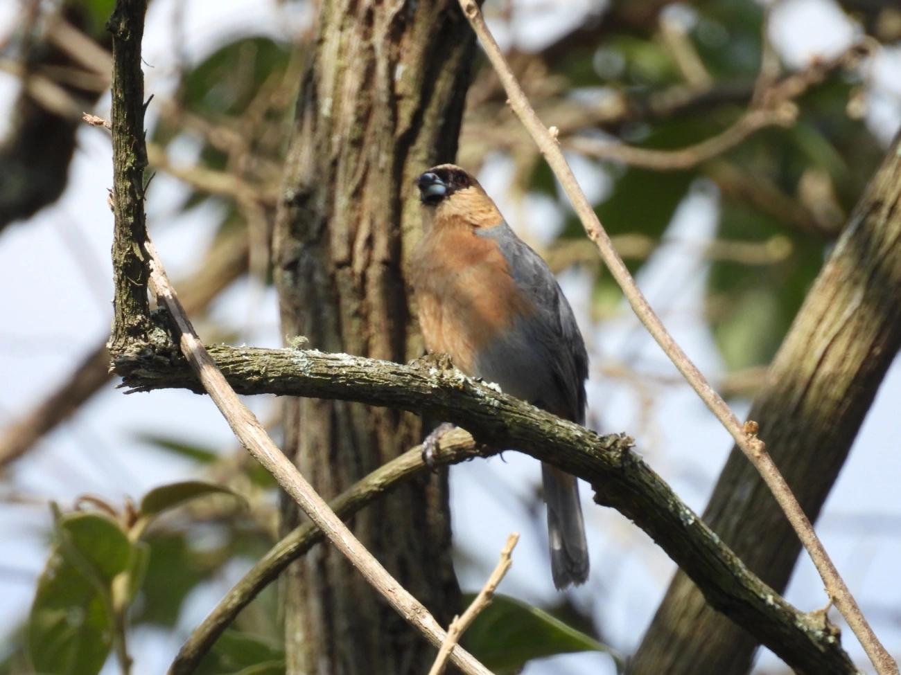 Bico-de-veludo (Schistochlamys ruficapillus), aves, fotografado em Cunha