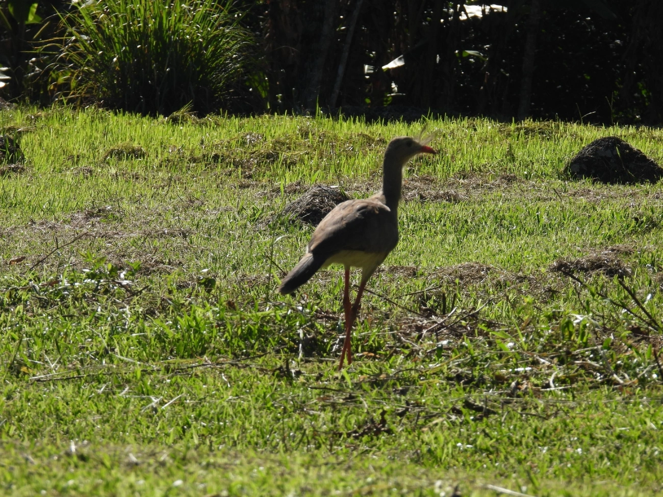 Seriema (Cariama cristata), aves, fotografado em Queluz