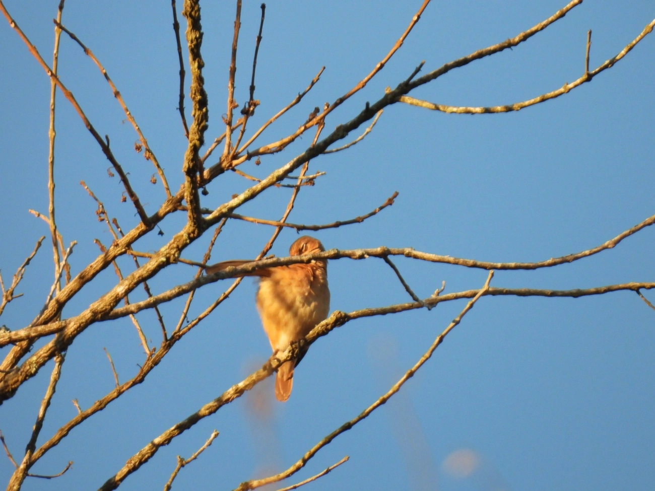 João-de-barro (Furnarius rufus), aves, fotografado em Cunha
