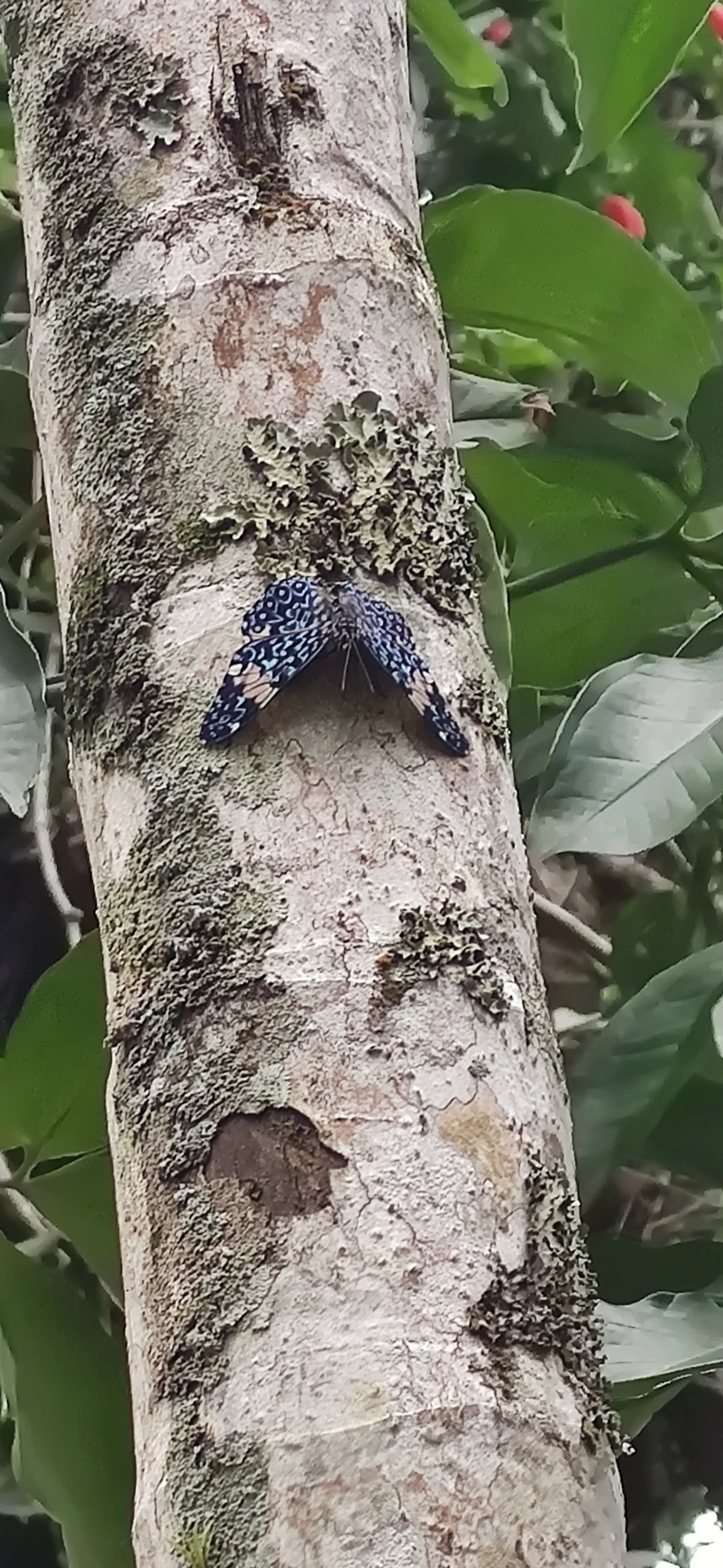 Assenta-pau (Hamadryas amphinome), insetos, fotografado em Maresias, São Sebastião