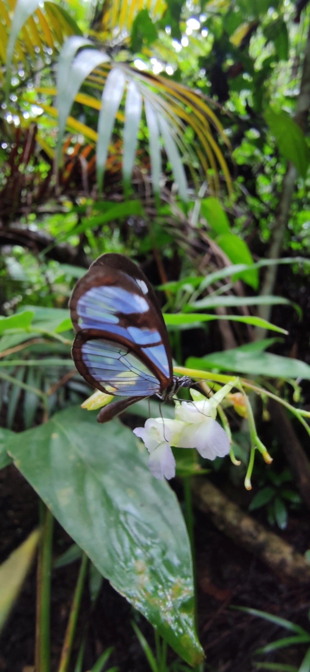 Borboleta-vidro (Oleria aquata), insetos, fotografado em Maresias, São Sebastião