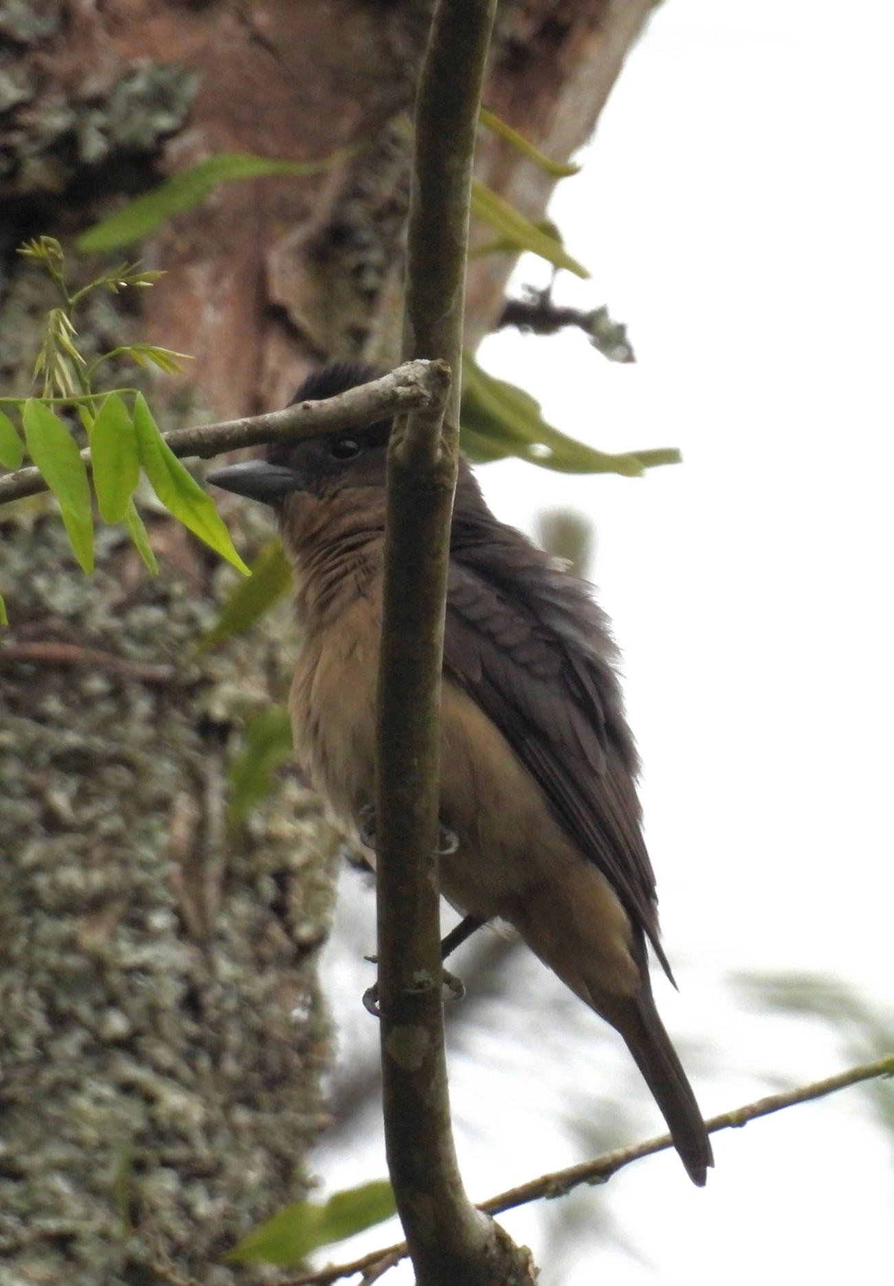 Caneleiro-de-Chapéu-Preto (Pachyramphus validus), aves, fotografado em Santa Isabel