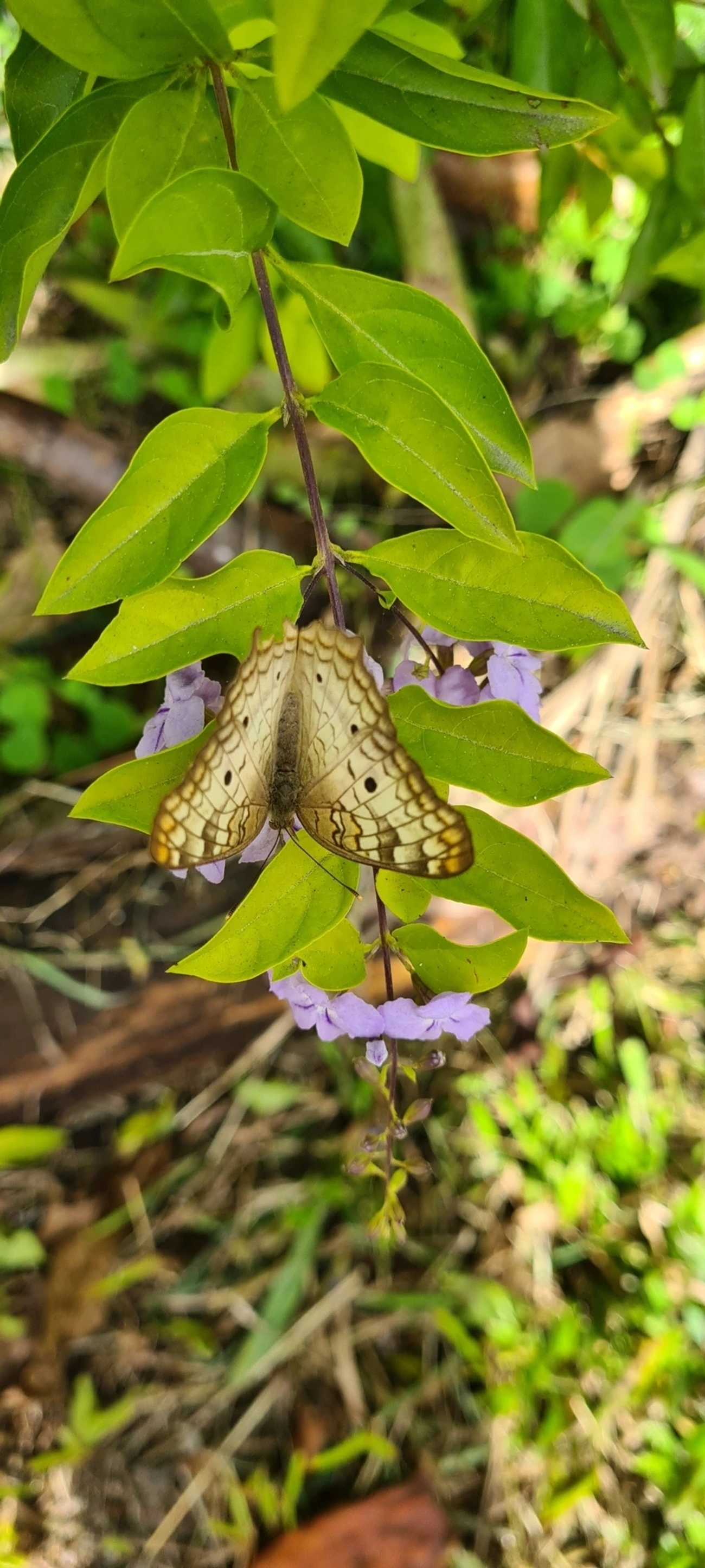 Borboleta-pavão-branco (Anartia jatrophae), insetos, fotografado em Maresias, São Sebastião