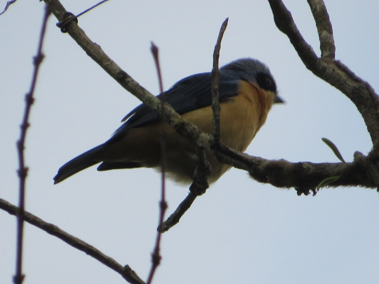 Saíra-Viúva (Pipraeidea melanonota), aves, fotografado em Maresias, São Sebastião