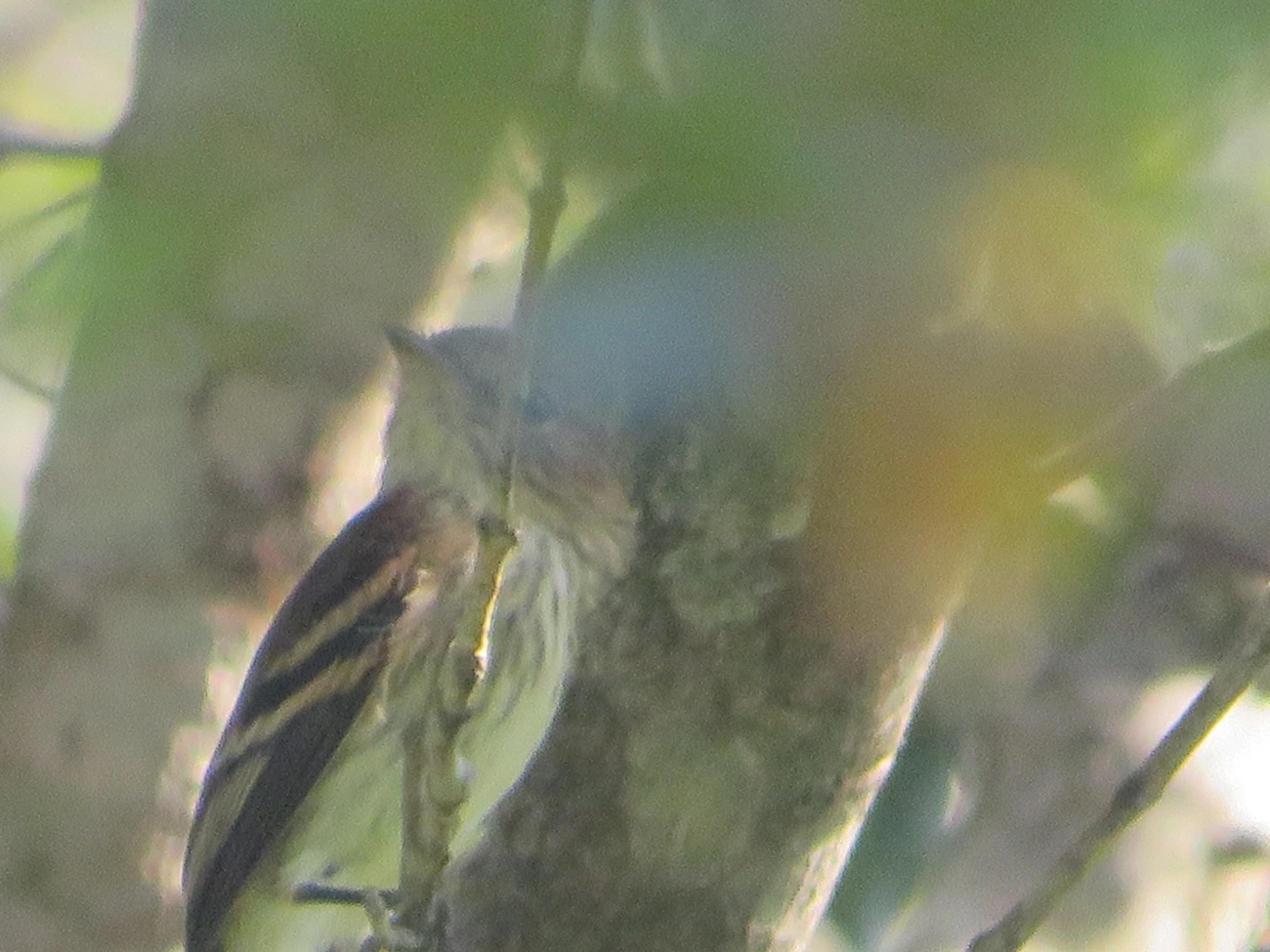 Filipe (Myiophobus fasciatus), aves, fotografado em Maresias, São Sebastião
