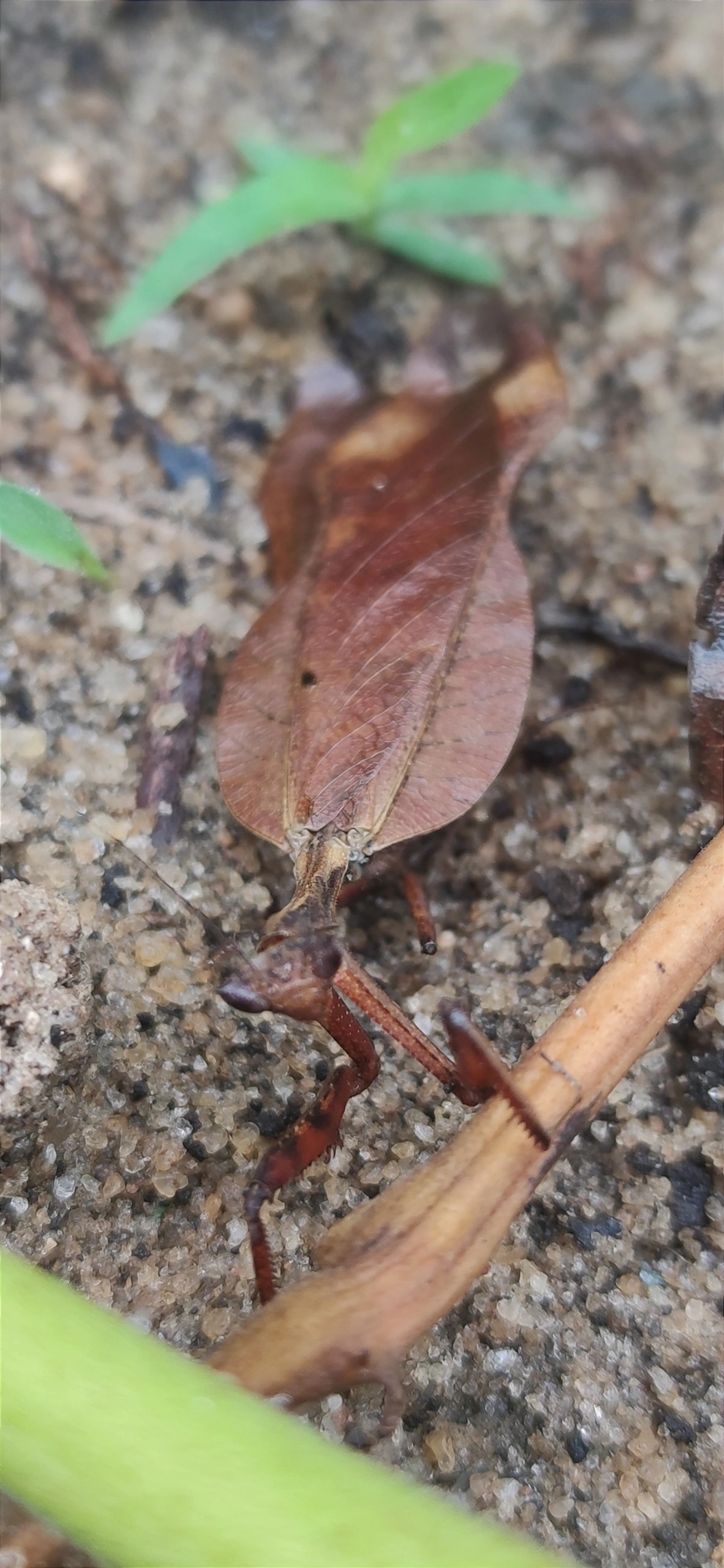 Louva-Deus-Folha-Seca (Acanthops), insetos, fotografado em Maresias, São Sebastião