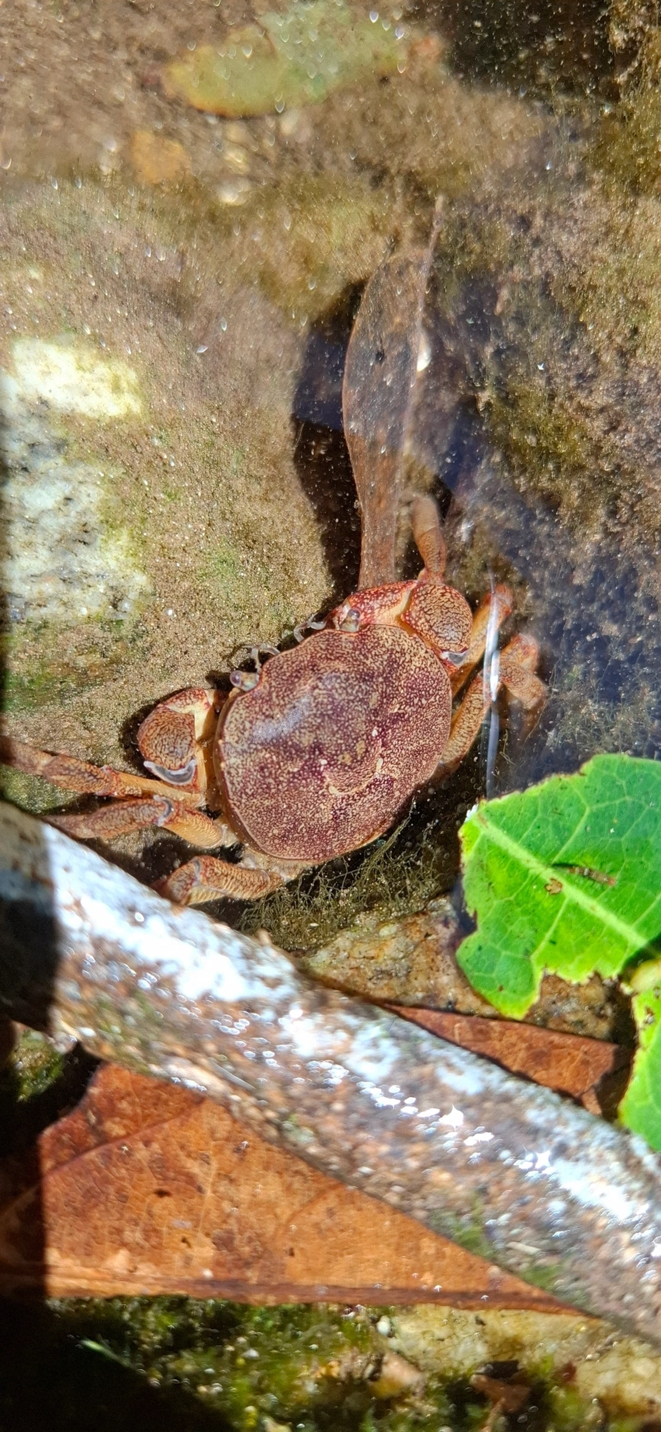 Caranguejos-do-rio (Trichodactylus), crustáceos, fotografado em Maresias, São Sebastião