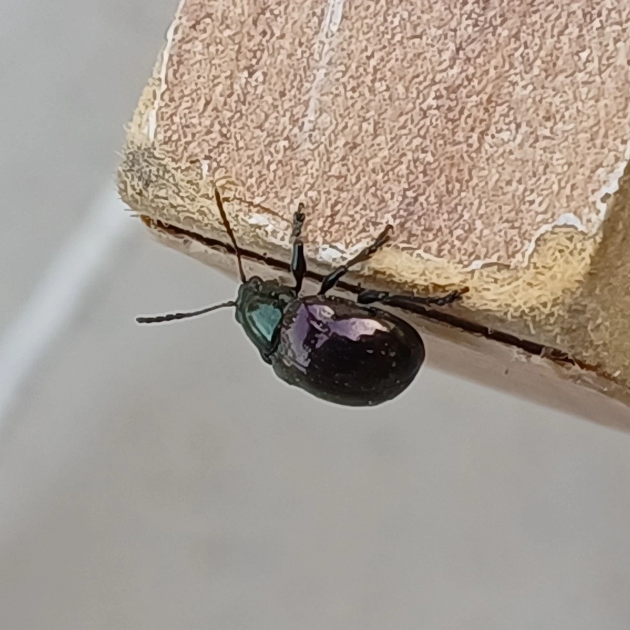 Typophorus, insetos, fotografado em Maresias, São Sebastião