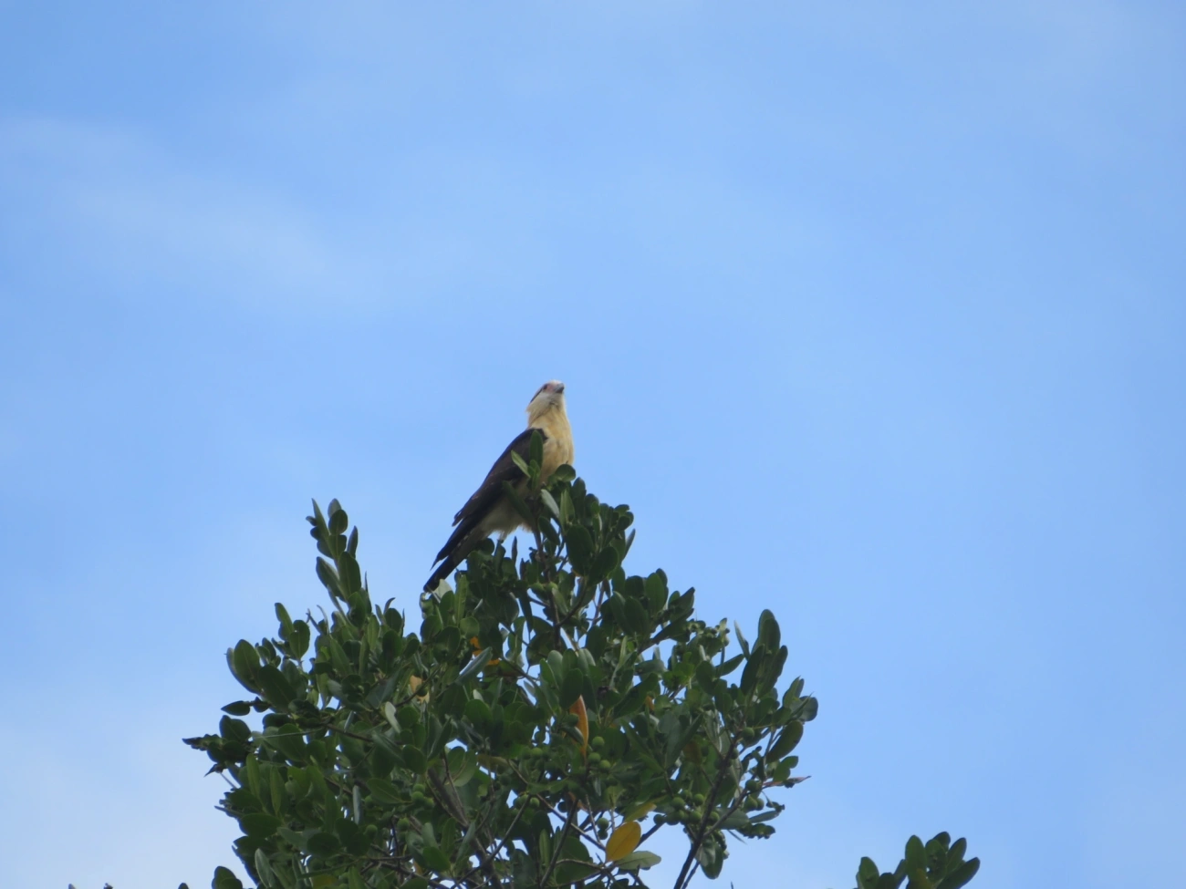 Carrapateiro (Daptrius chimachima), aves, fotografado em Maresias, São Sebastião