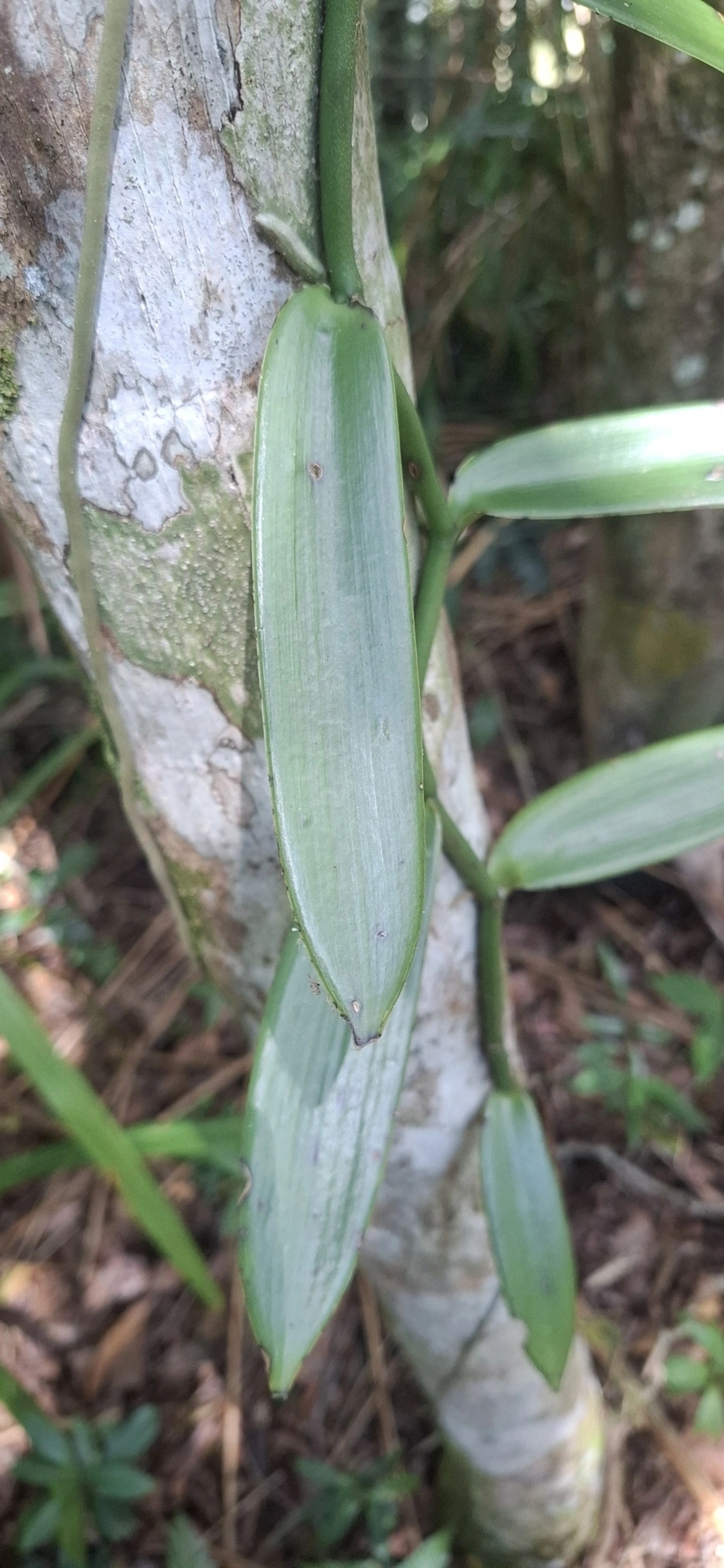 Baunilha (Vanilla), plantas, fotografado em Enxovas, Ilhabela