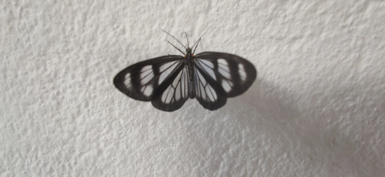 Dioptis restricta, insetos, fotografado em Maresias, São Sebastião