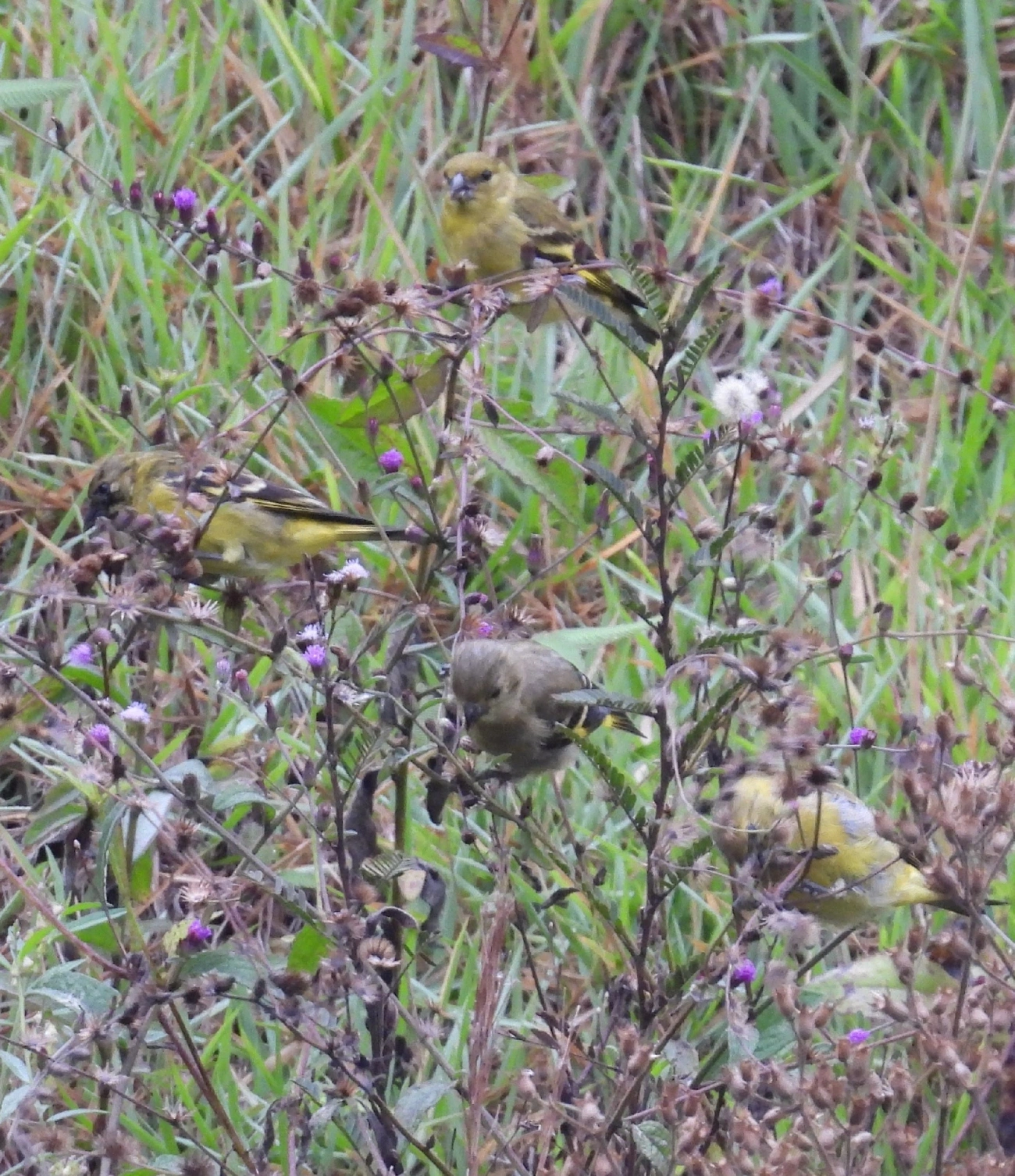 Pintassilgo (Spinus magellanicus), aves, fotografado em Guararema