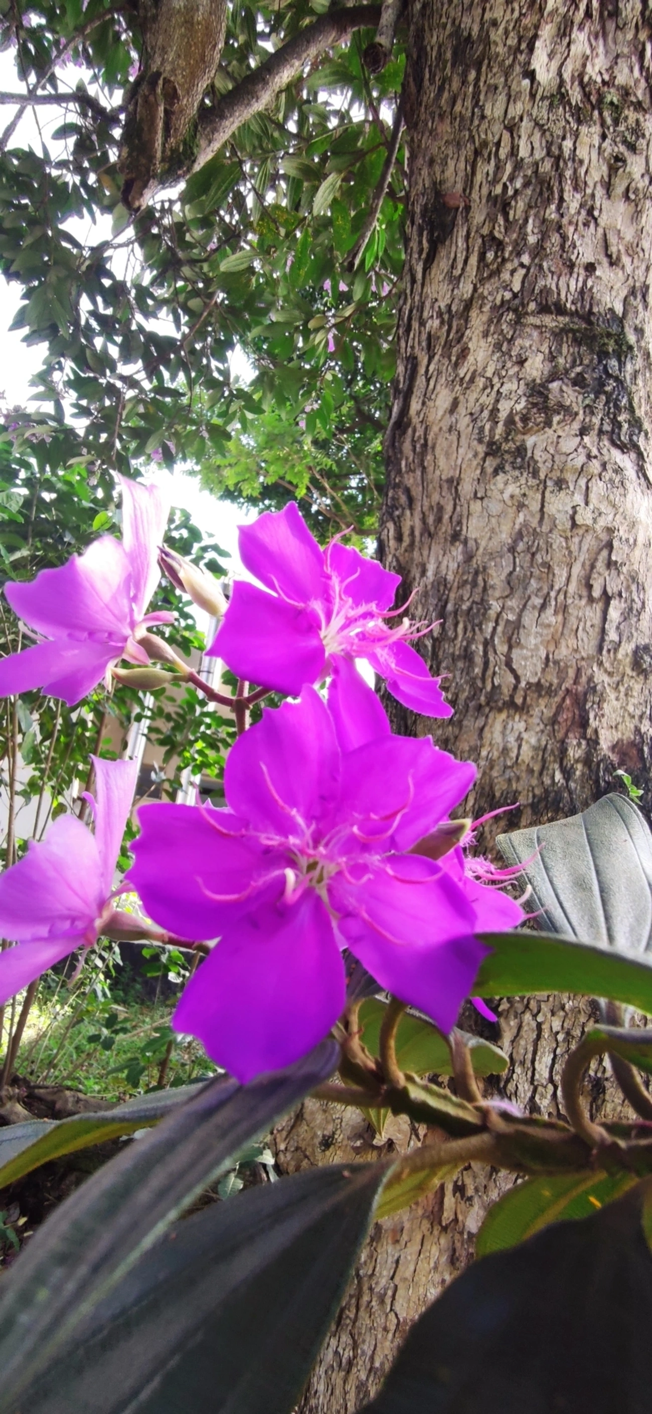 Quaresmeiras (Tibouchina), plantas, fotografado em Vila Santo Estevão, São Paulo