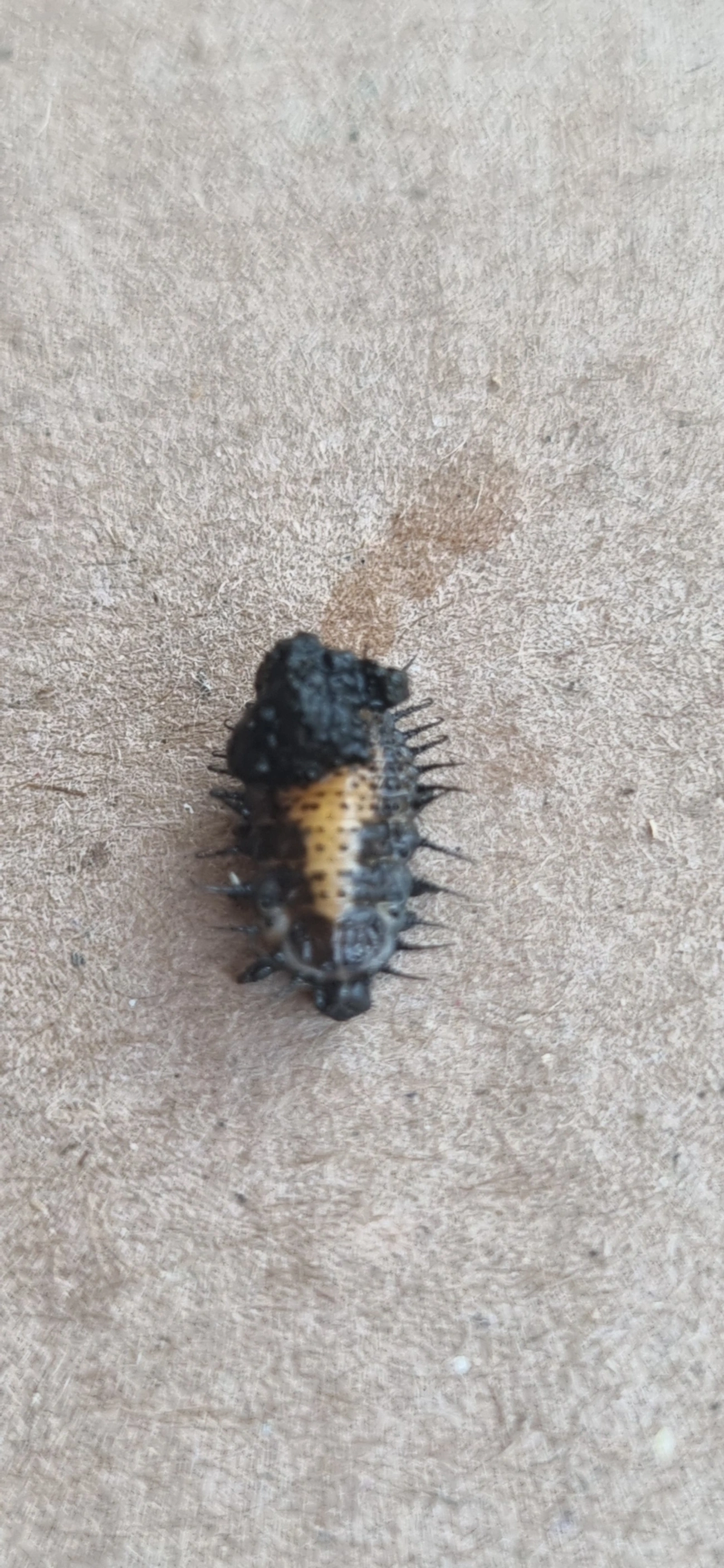 Chelymorpha, insetos, fotografado em Maresias, São Sebastião