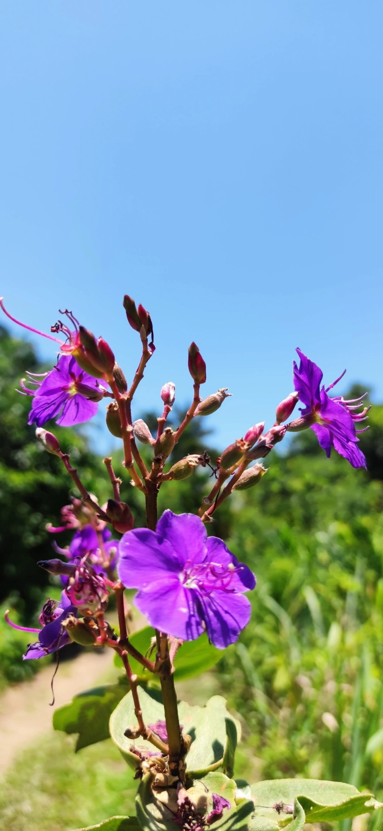 Orelha-de-onça (Pleroma heteromallum), plantas, fotografado em Maresias, São Sebastião
