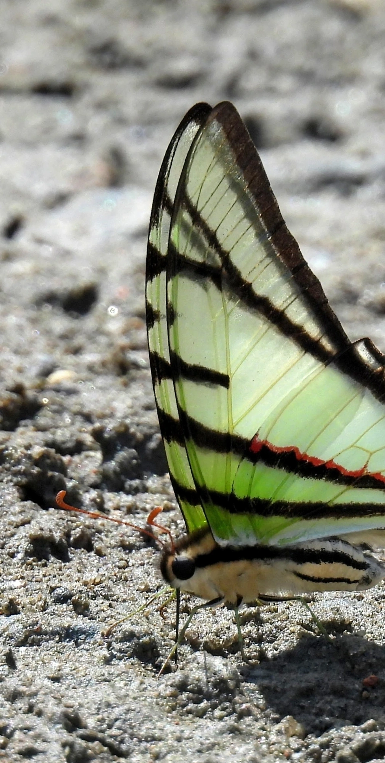 Rabo-de-andorinha-de-manchas-amarelas (Eurytides telesilaus), insetos, fotografado em Maresias, São Sebastião