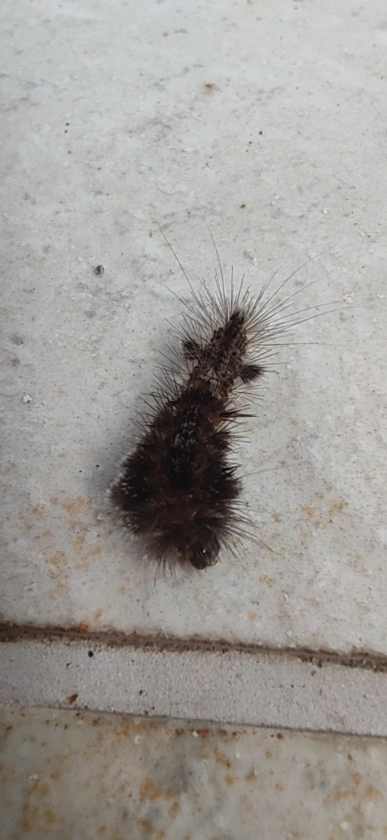 Borboletas e traças (Lepidoptera), insetos, fotografado em Maresias, São Sebastião