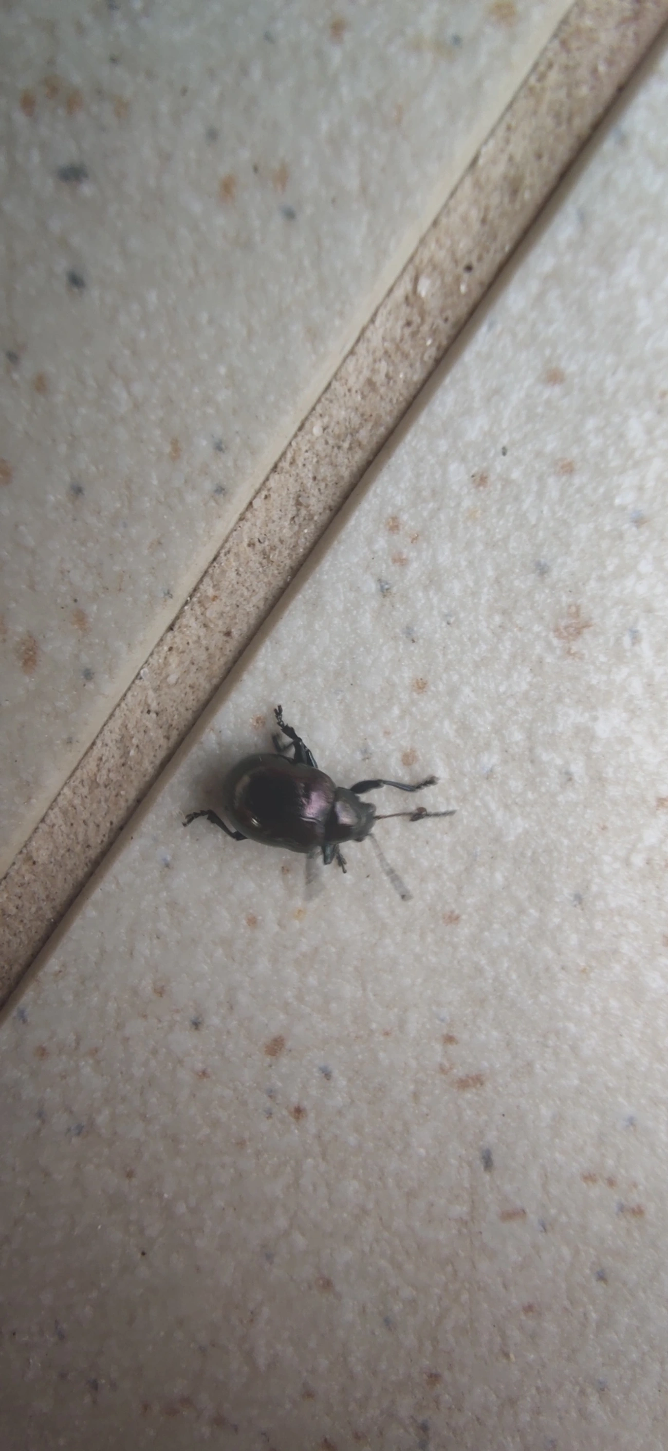 Eumolpinae, insetos, fotografado em Maresias, São Sebastião