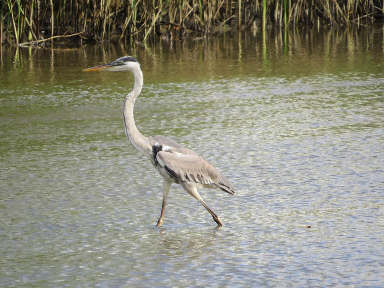 Garça-moura (Ardea cocoi), aves, fotografado em Indaiá, Caraguatatuba