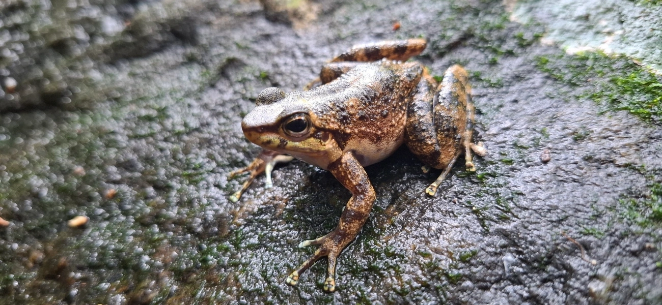 Hylodes, anfíbios, fotografado em São Sebastião