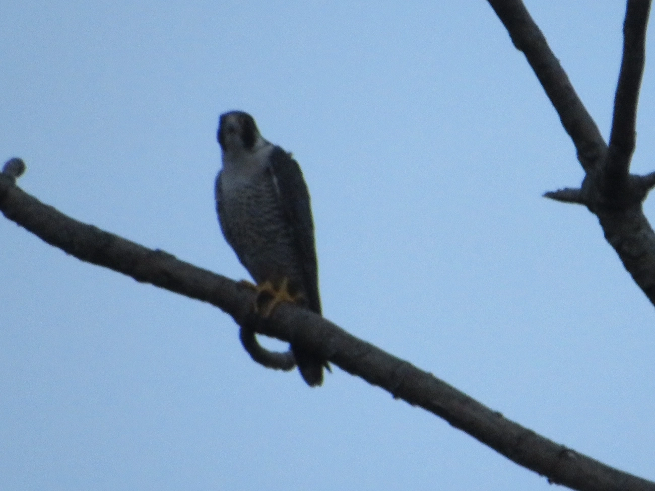 Falcão-peregrino (Falco peregrinus), aves, fotografado em Maresias, São Sebastião