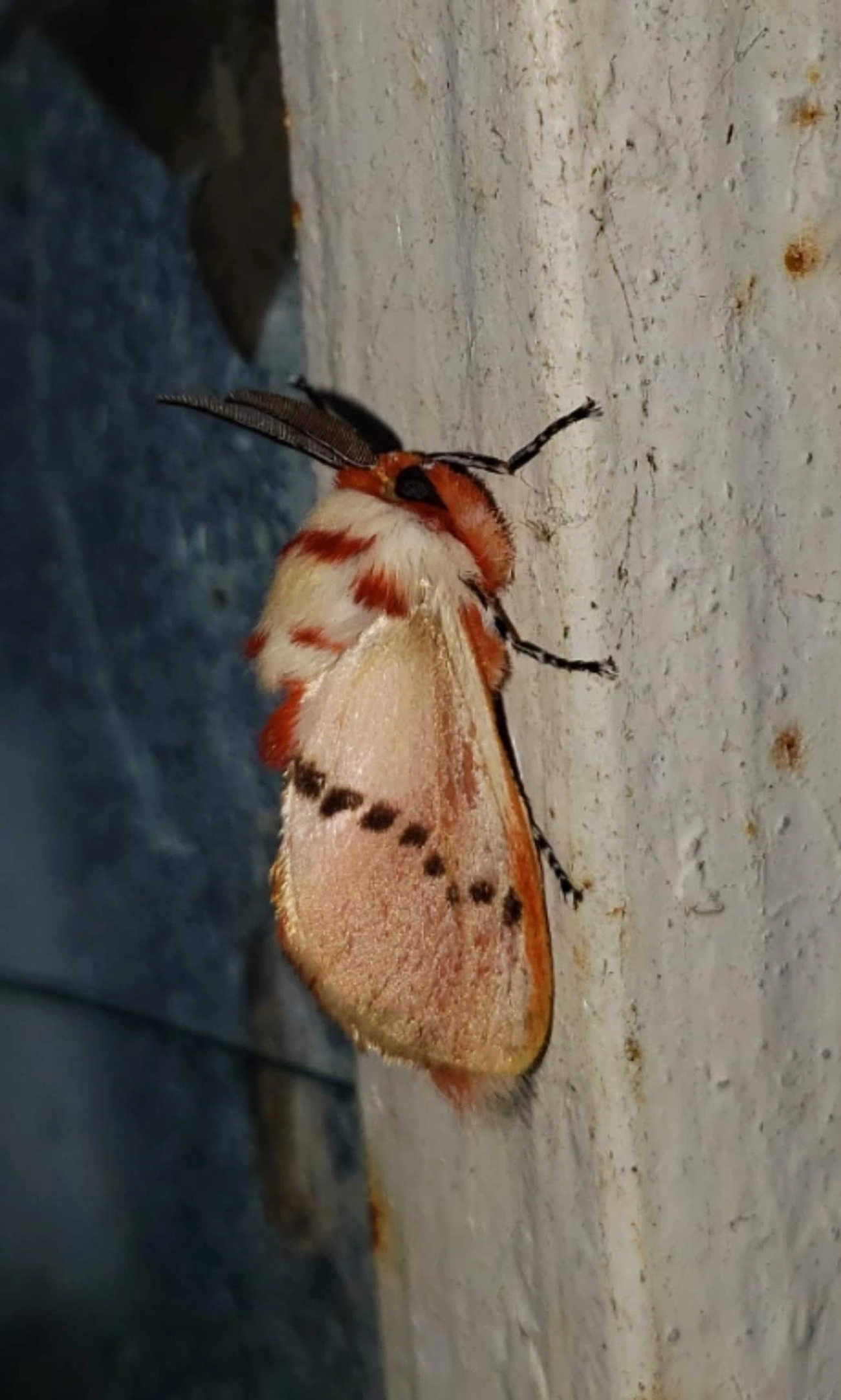 Mariposa-de-veludo (Trosia fumosa), insetos, fotografado em São Francisco Xavier