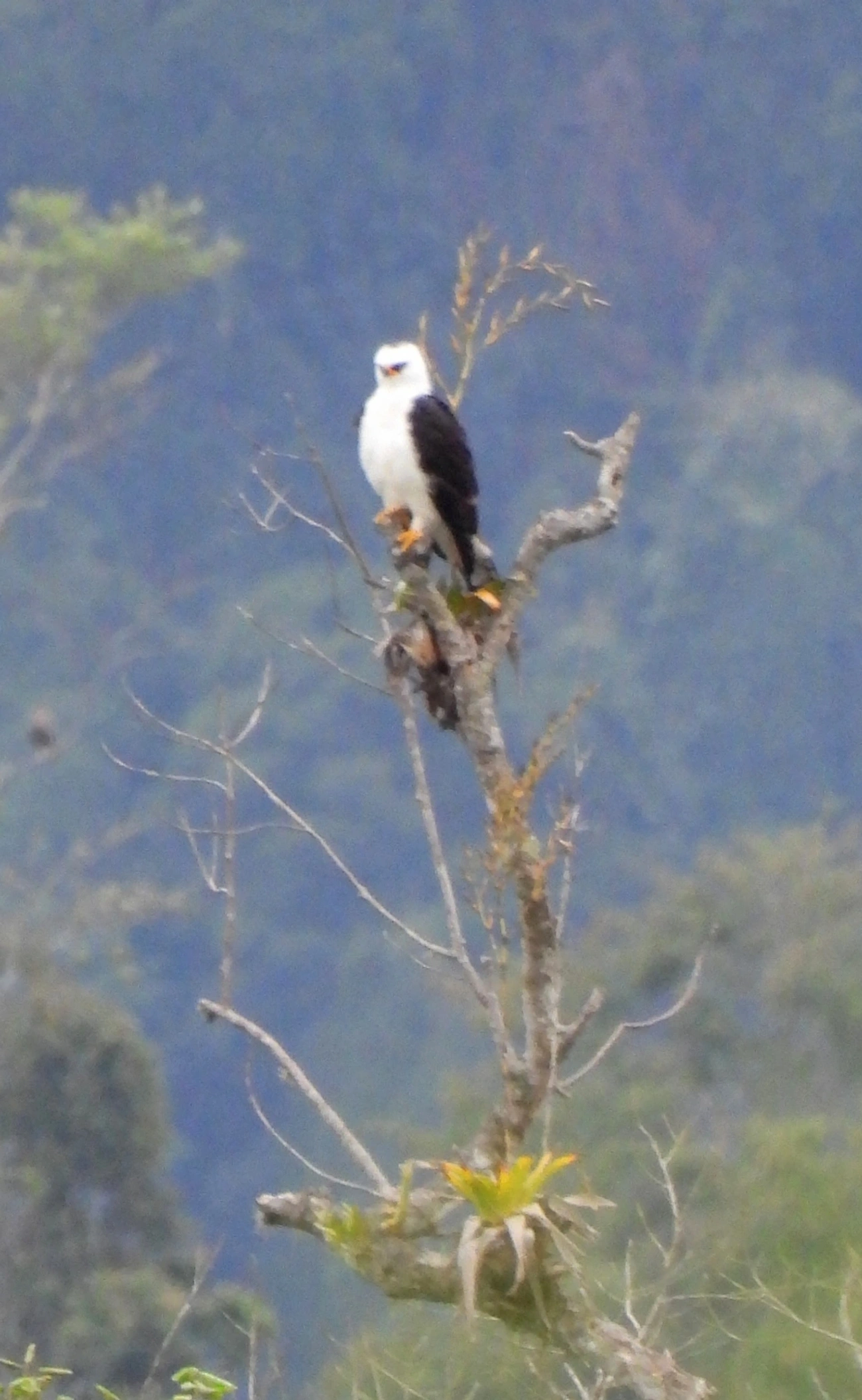 Gavião-pato (Spizaetus melanoleucus), aves, fotografado em São Francisco da Praia, São Sebastião