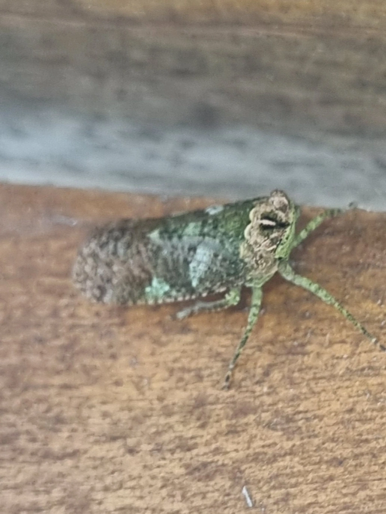 Fulgomorfos (Fulgoromorpha), insetos, fotografado em Maresias, São Sebastião