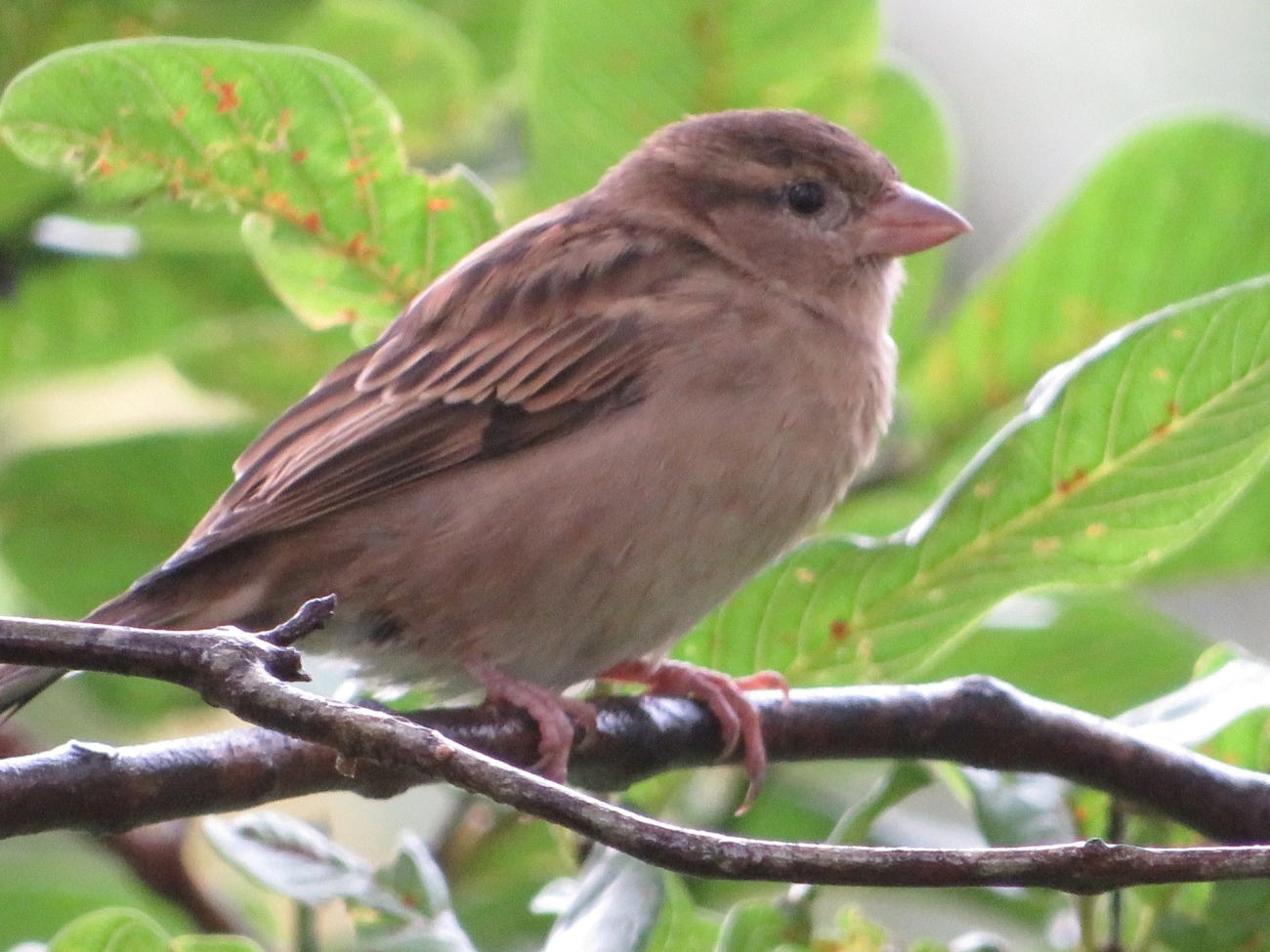 Pardal (Passer domesticus), aves, fotografado em Maresias, São Sebastião