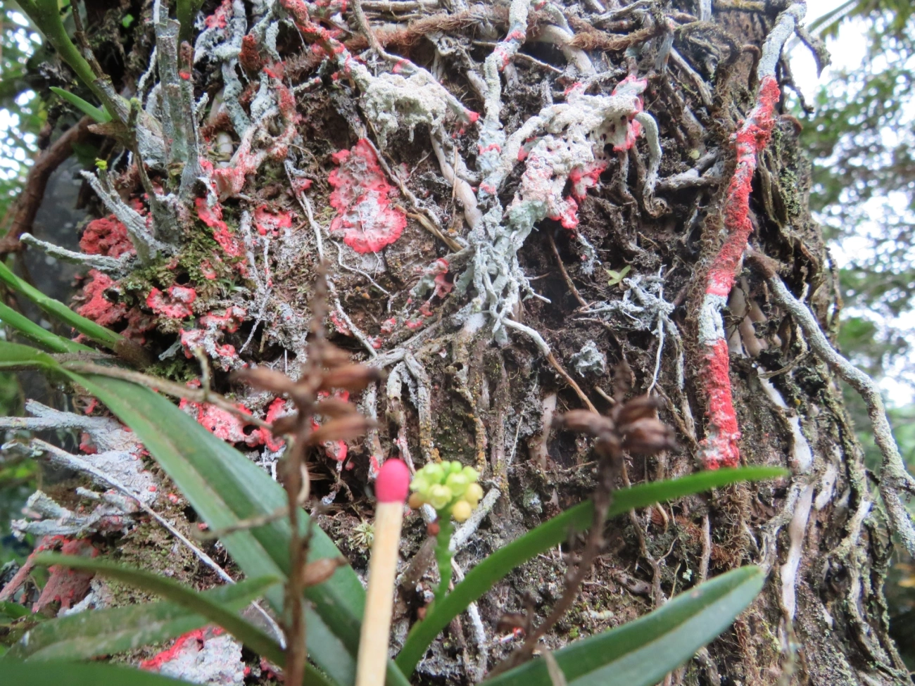 Polystachya, plantas, fotografado em Maresias, São Sebastião