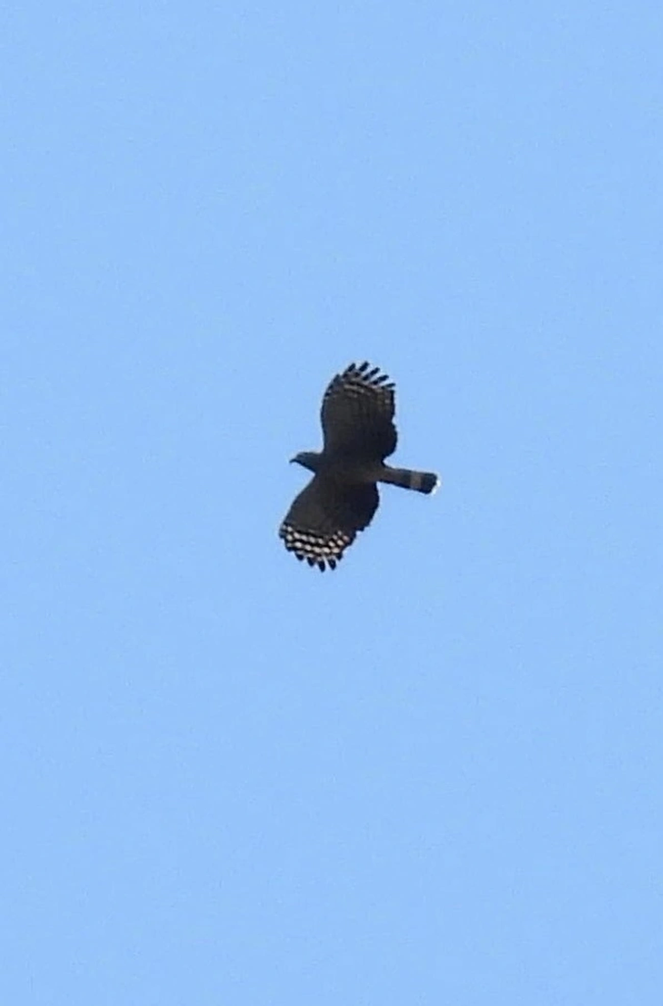 Caracoleiro (Chondrohierax uncinatus), aves, fotografado em Maresias, São Sebastião