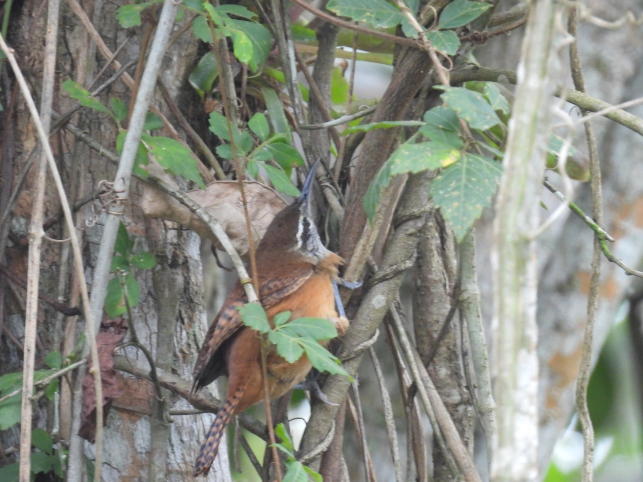 Garrinchão-de-bico-grande (Cantorchilus longirostris), aves, fotografado em Maresias, São Sebastião