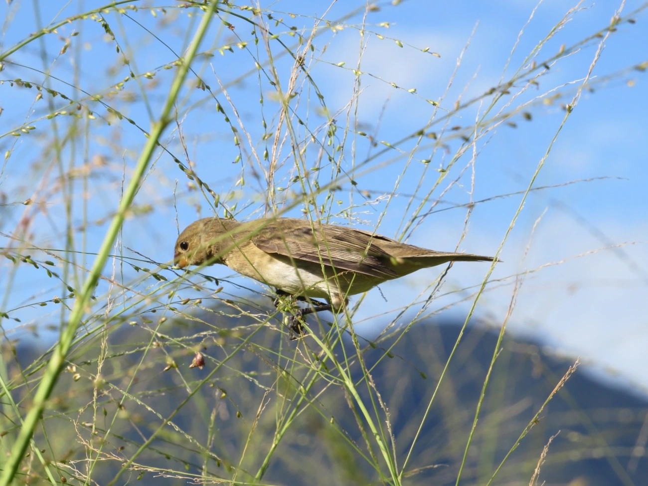 Coleirinho (Sporophila caerulescens), aves, fotografado em Maresias, São Sebastião