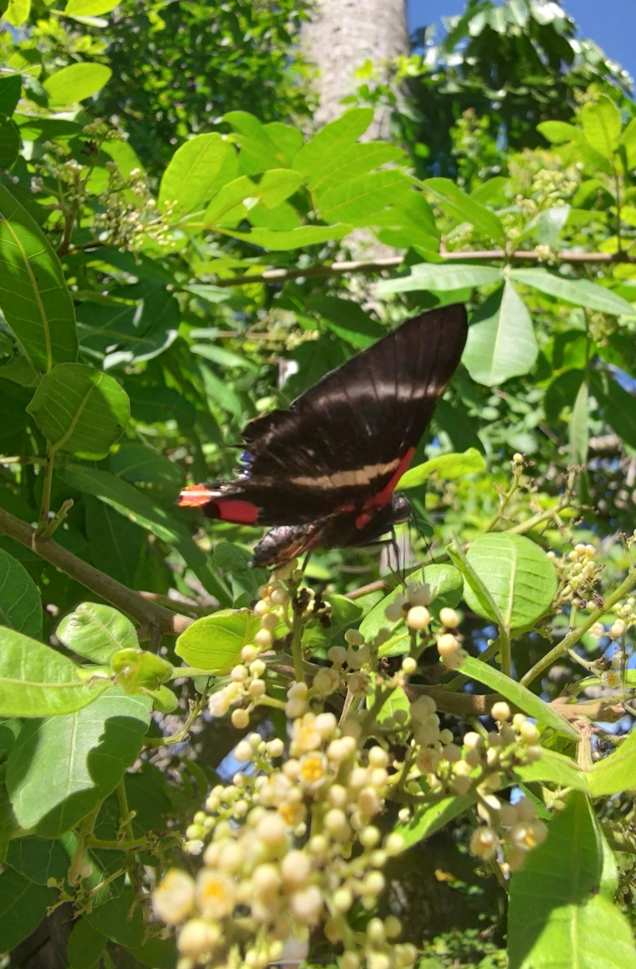Rhetus periander, insetos, fotografado em Maresias, São Sebastião