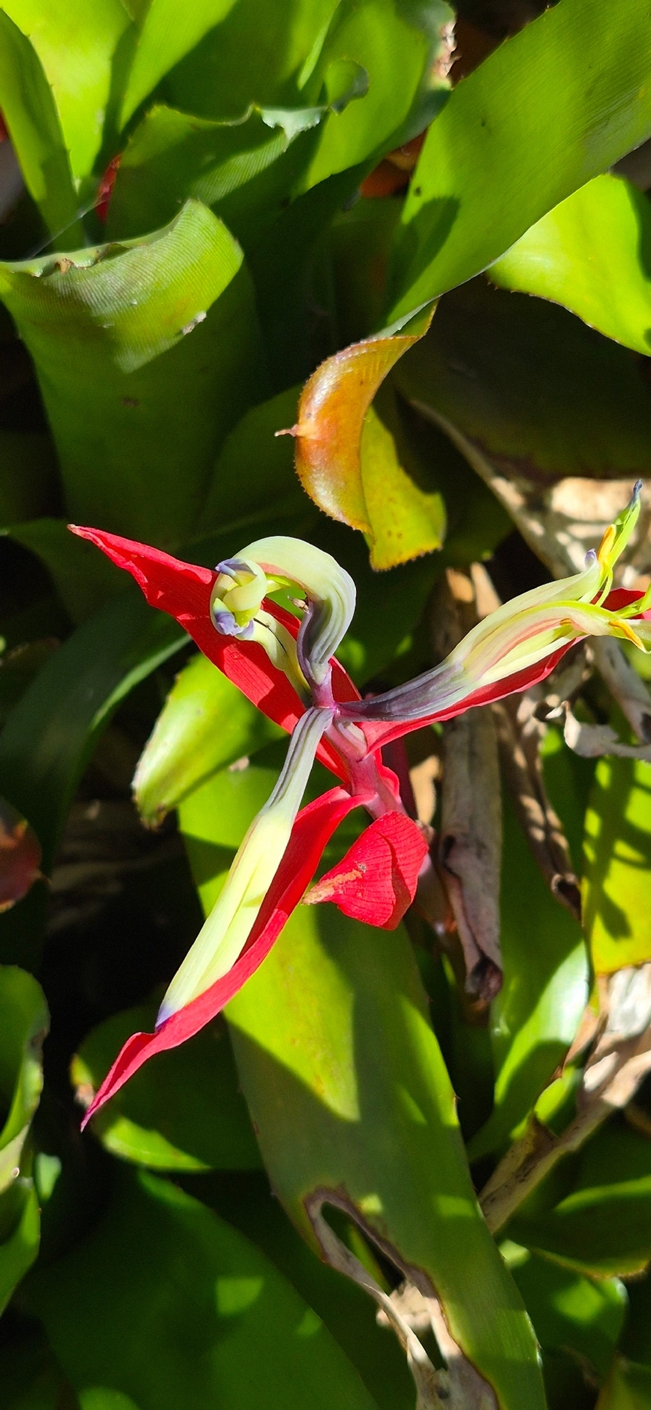 Guaricana-uva (Billbergia amoena), plantas, fotografado em Caraguatatuba