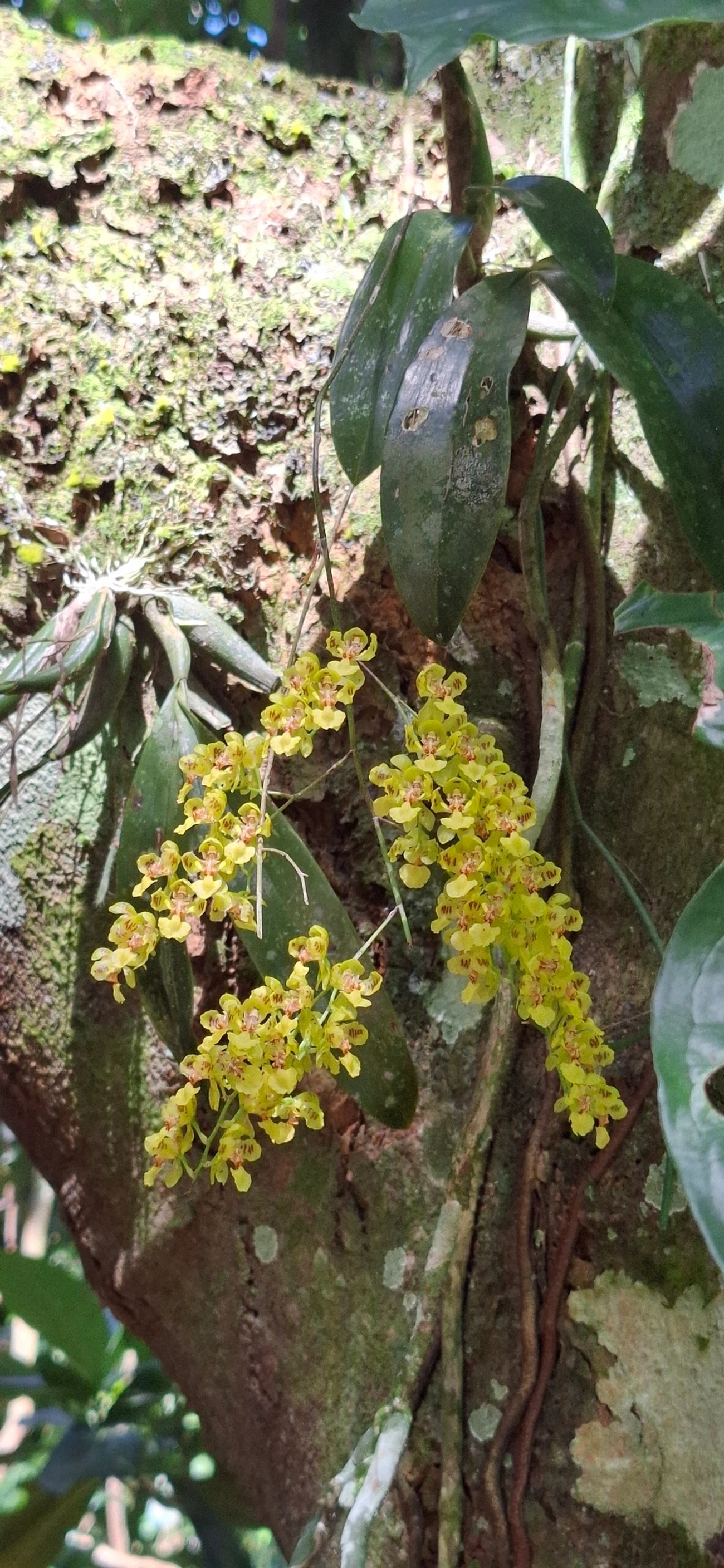 Gomesa cornigera, plantas, fotografado em Paúba, São Sebastião