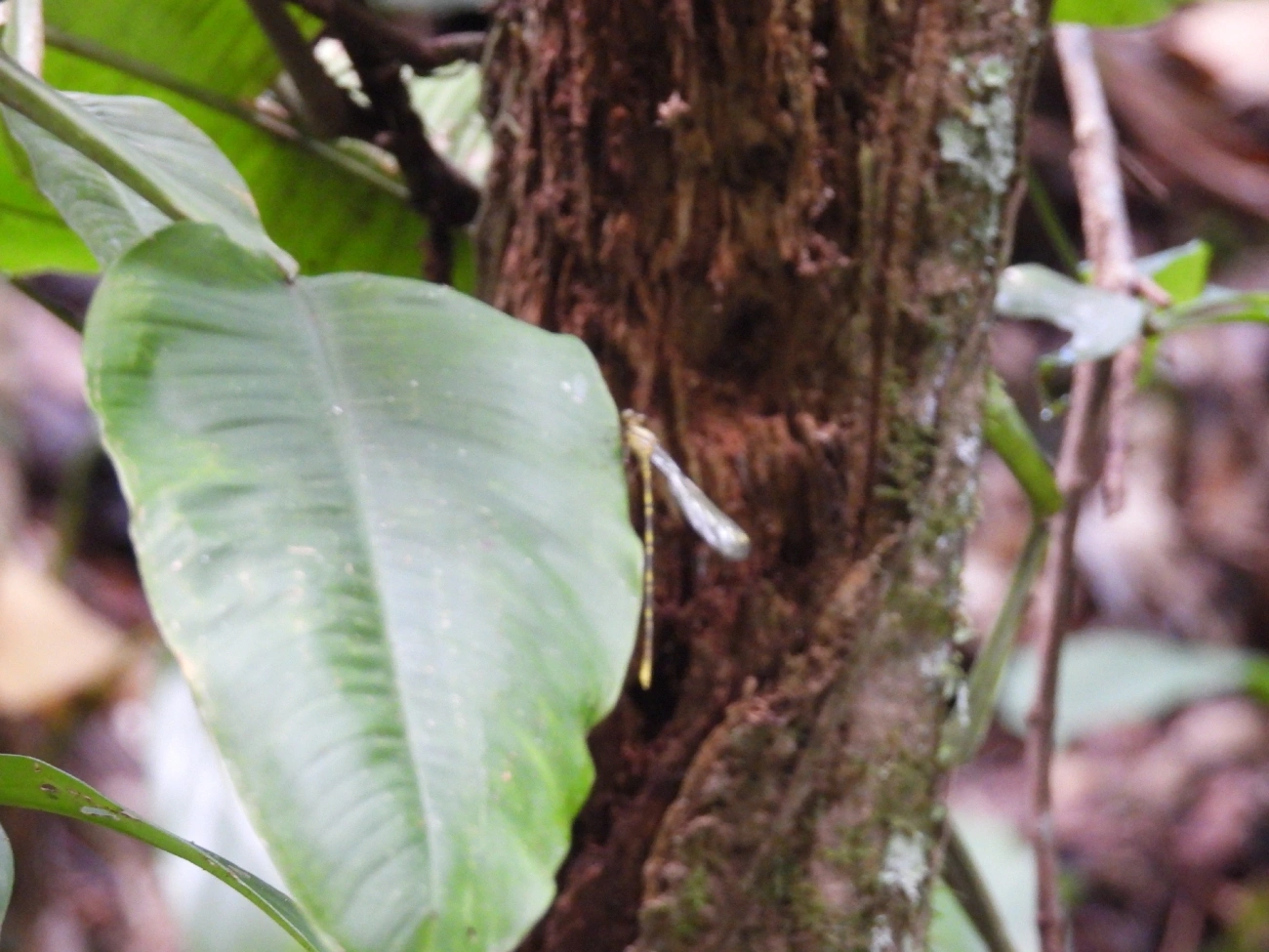 Libelinhas (Zygoptera), insetos, fotografado em Maresias, São Sebastião