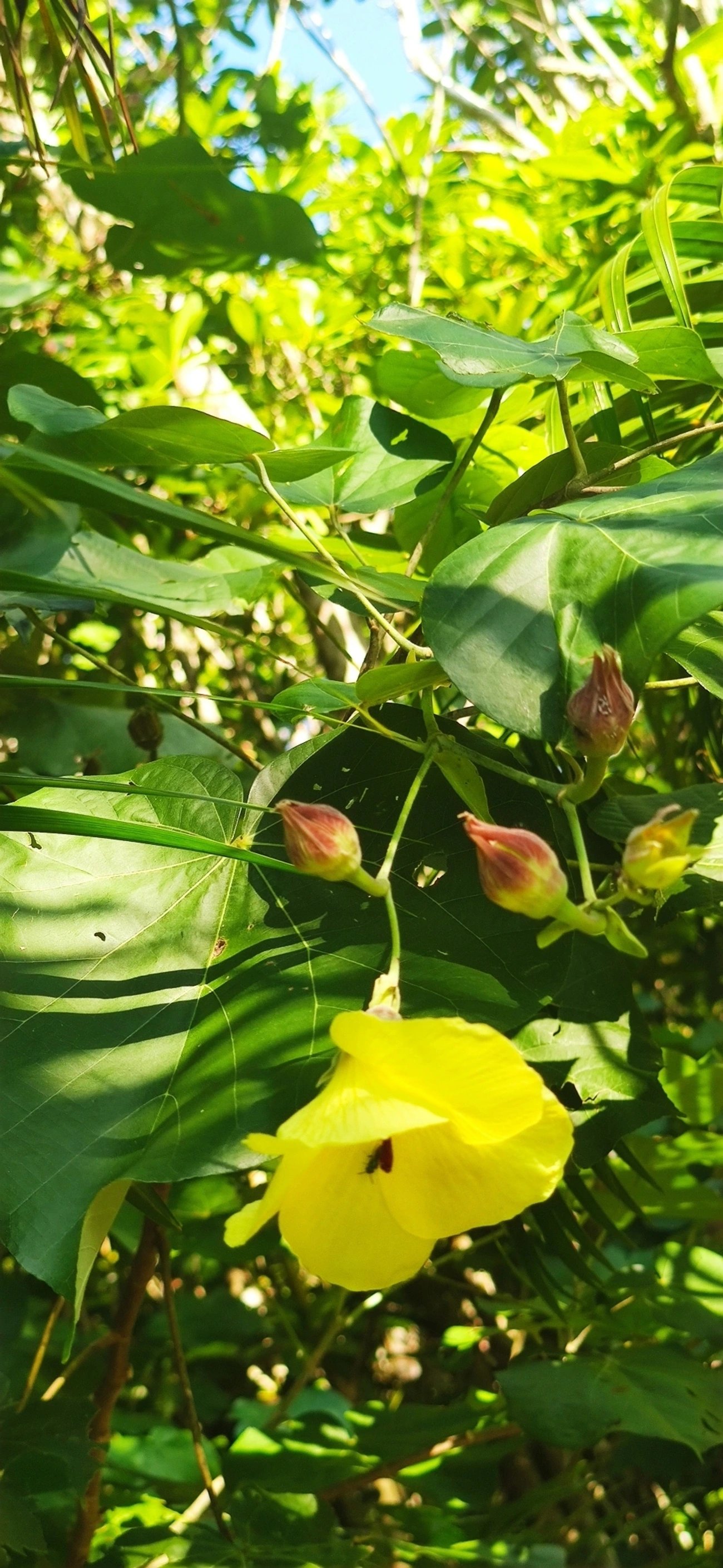 Algodoeiro-da-praia (Hibiscus tiliaceus), plantas, fotografado em Maresias, São Sebastião