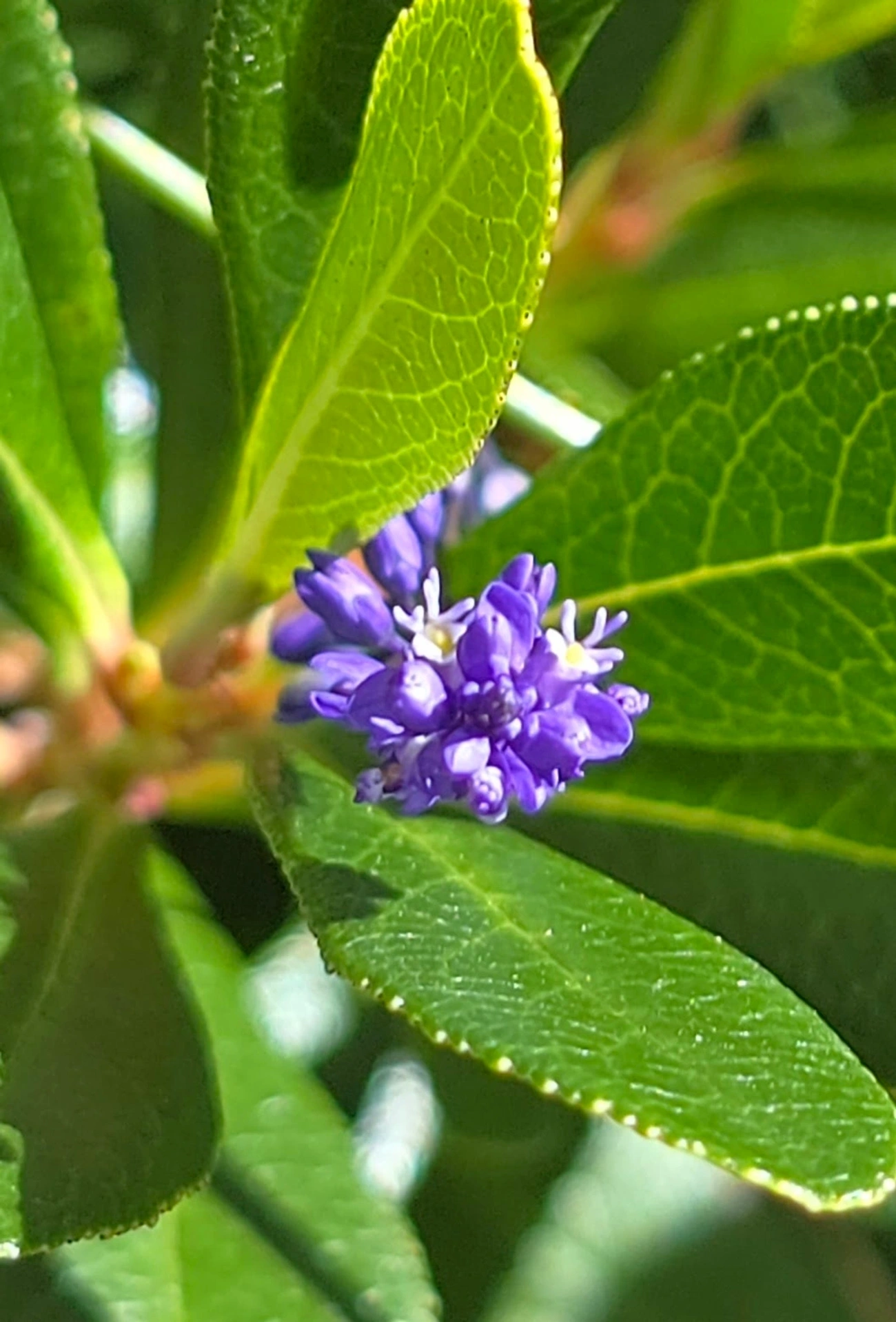 Dicotiledóneas (Magnoliopsida), plantas, fotografado em Engenheiro Passos