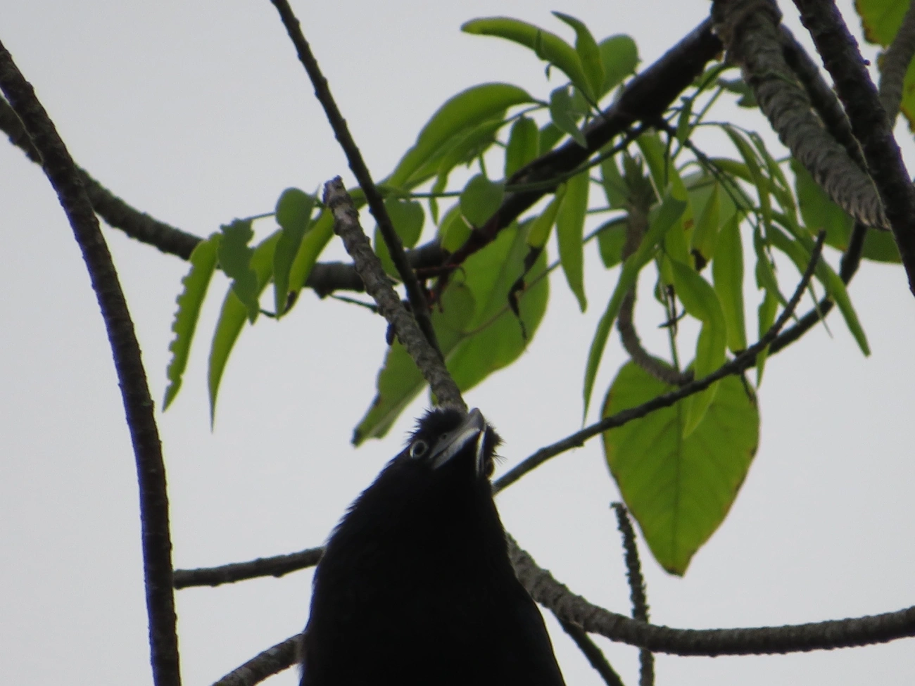 Anu-coroca (Crotophaga major), aves, fotografado em Maresias, São Sebastião