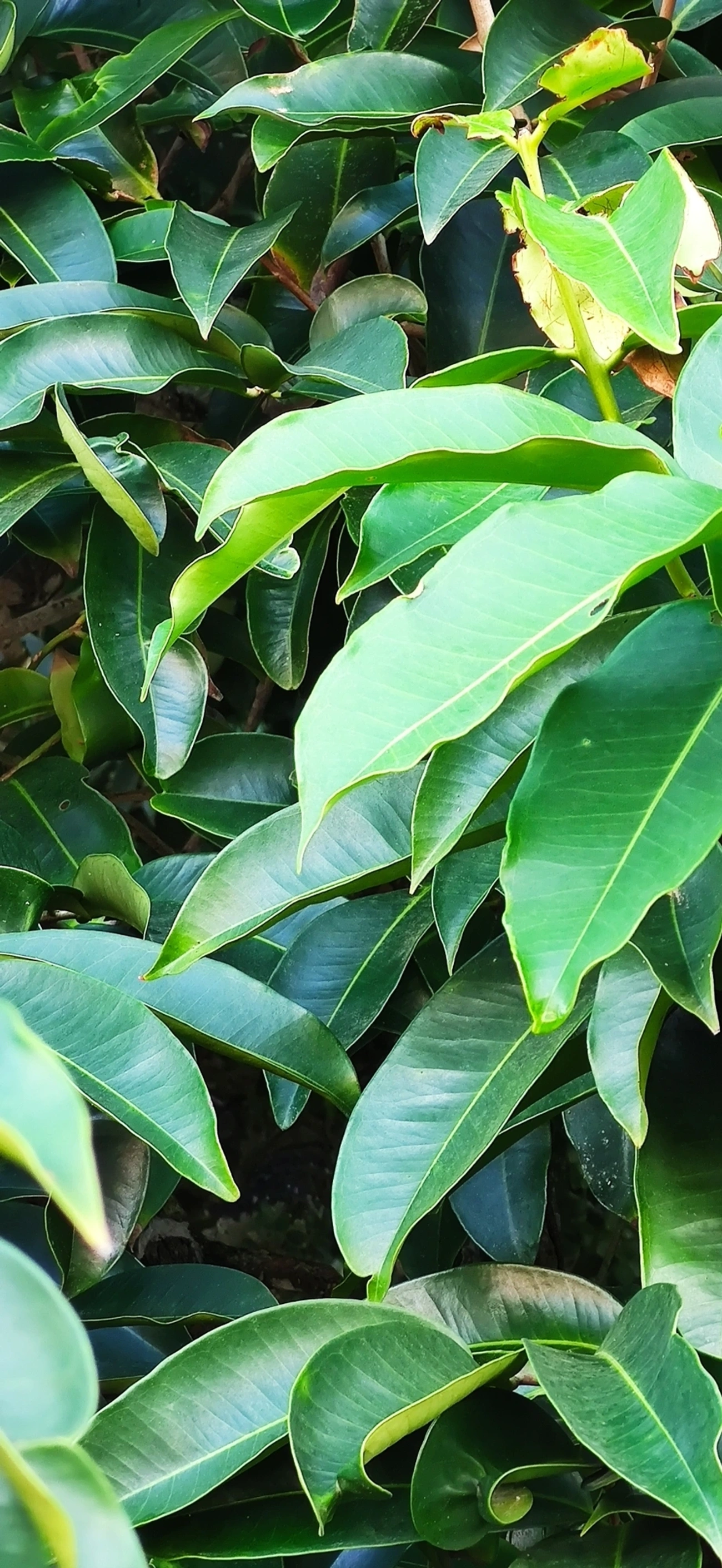 Pitangas (Eugenia), plantas, fotografado em Caraguatatuba