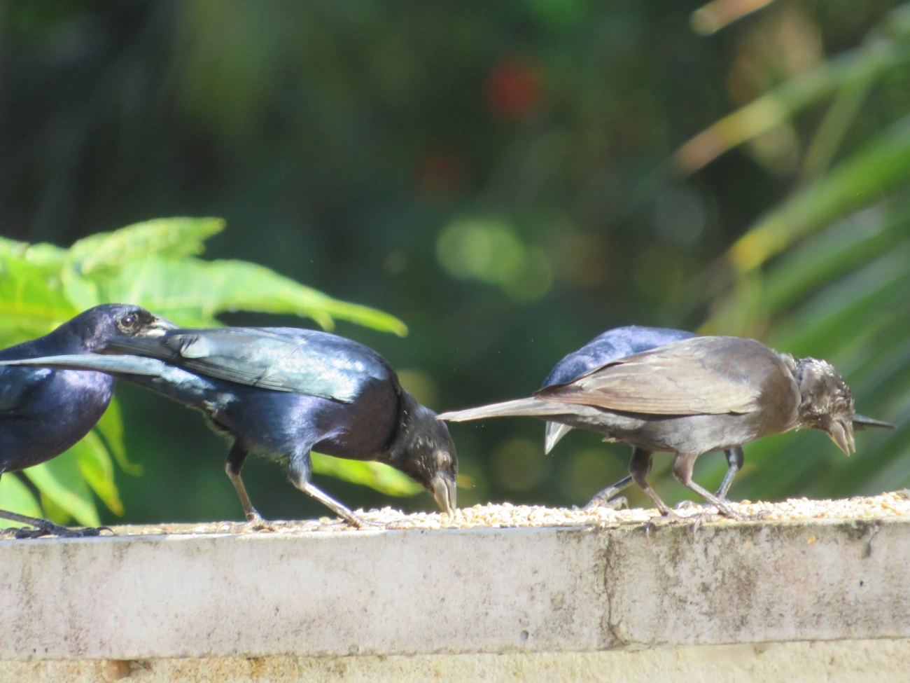 Chupim (Molothrus bonariensis), aves, fotografado em Maresias, São Sebastião