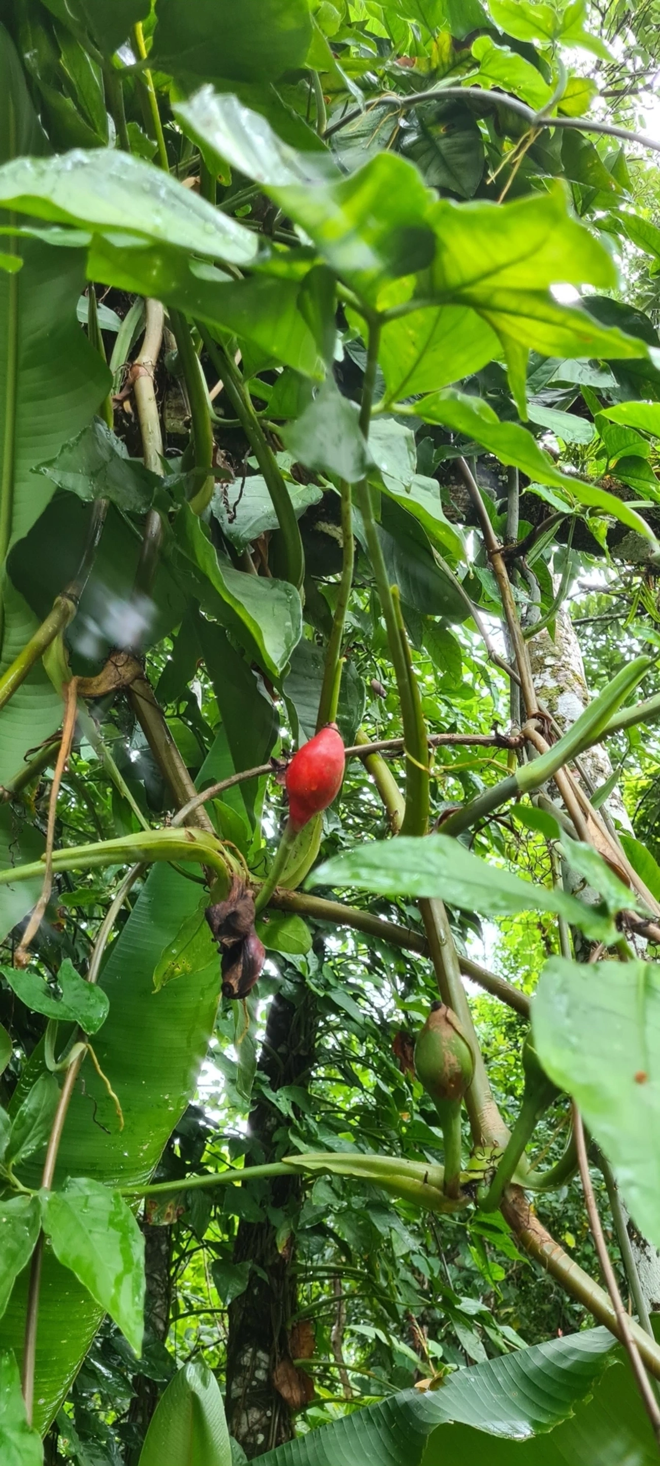 Syngonium macrophyllum, plantas, fotografado em Maresias, São Sebastião